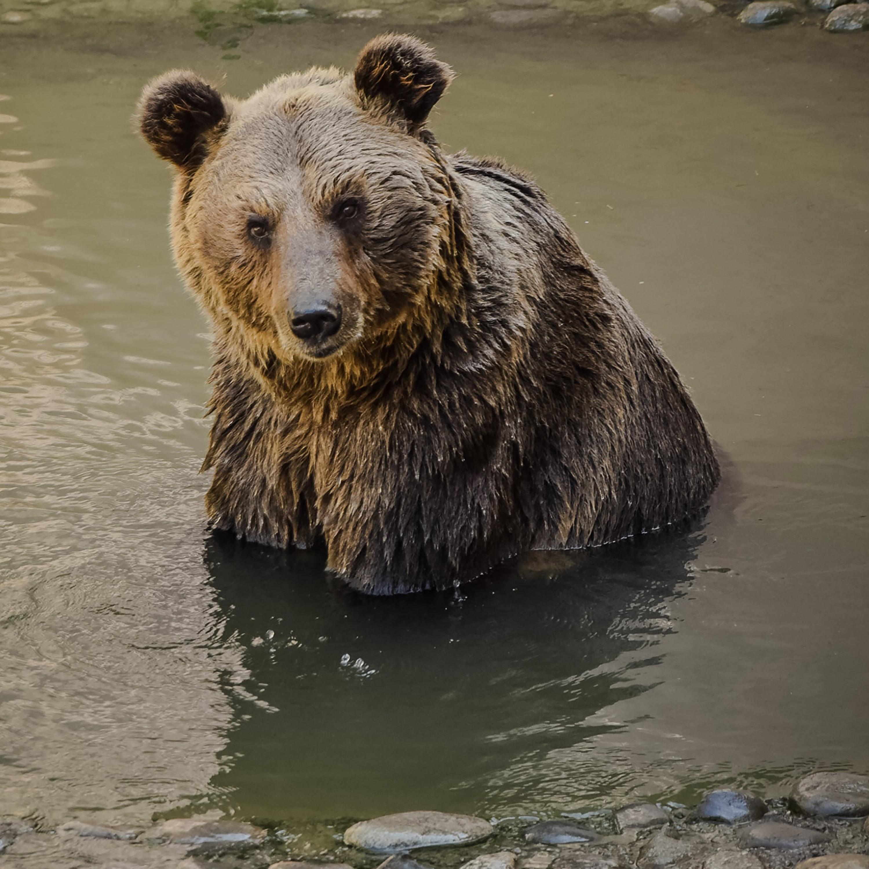 Big Scary Bear Song