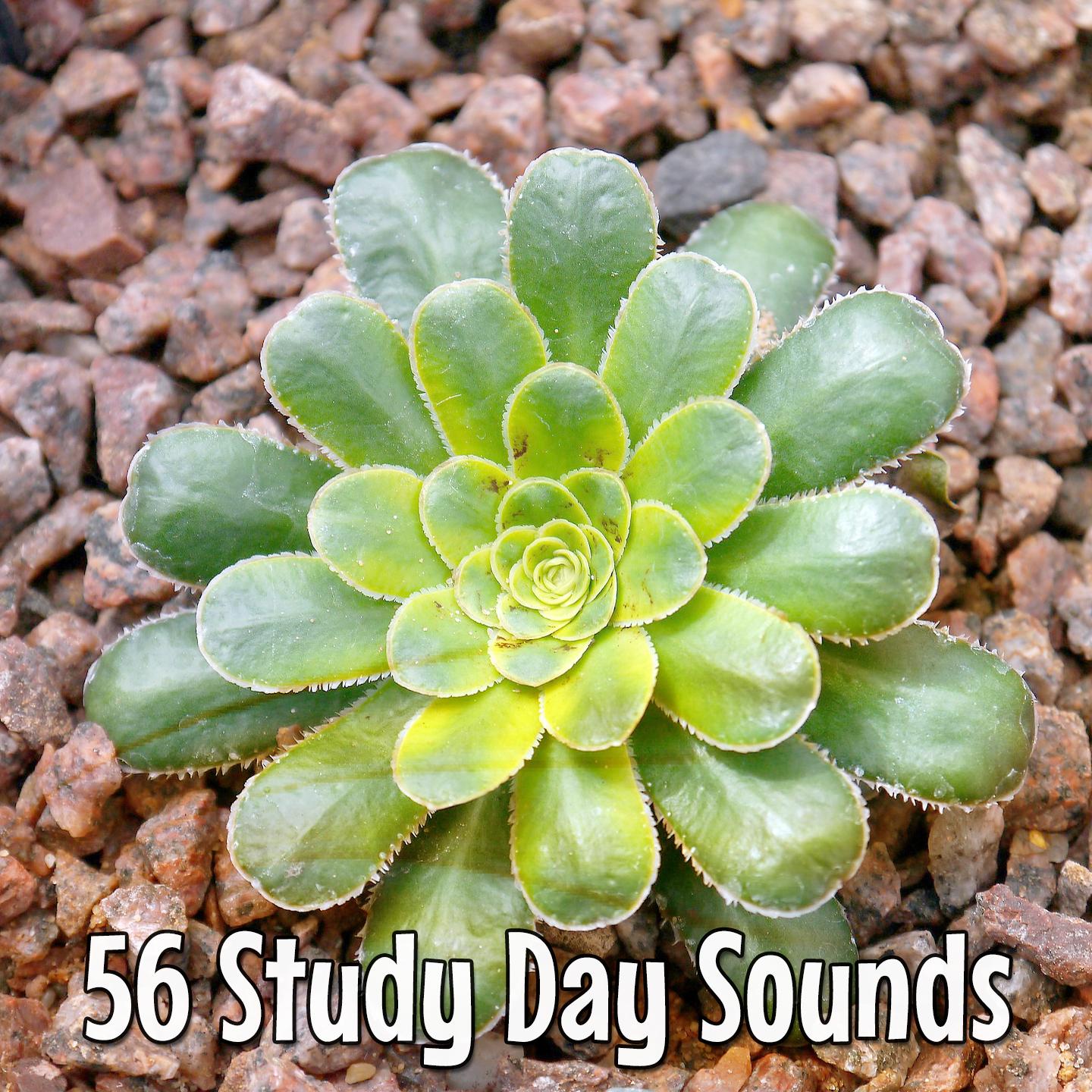 56 Study Day Sounds