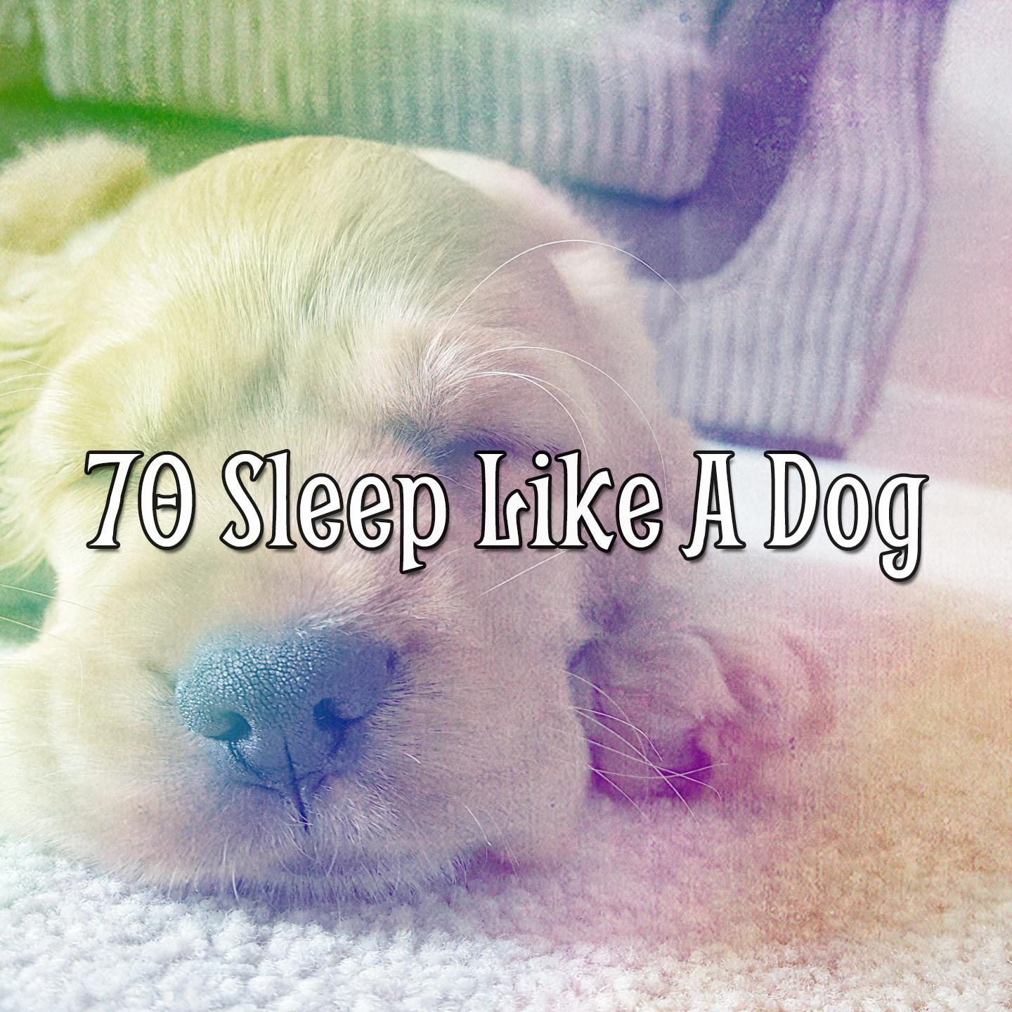 70 Sleep Like a Dog