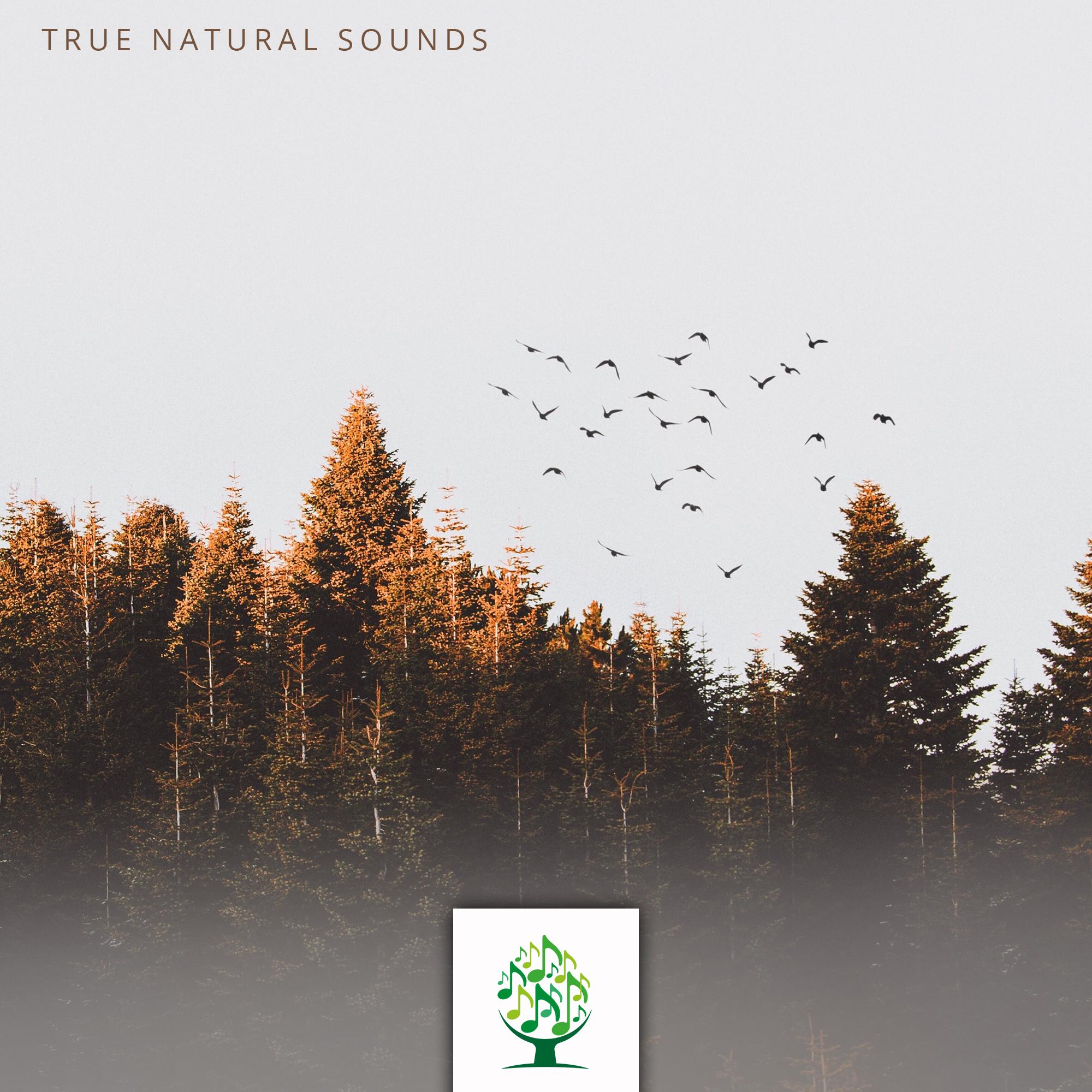 True Natural Sounds