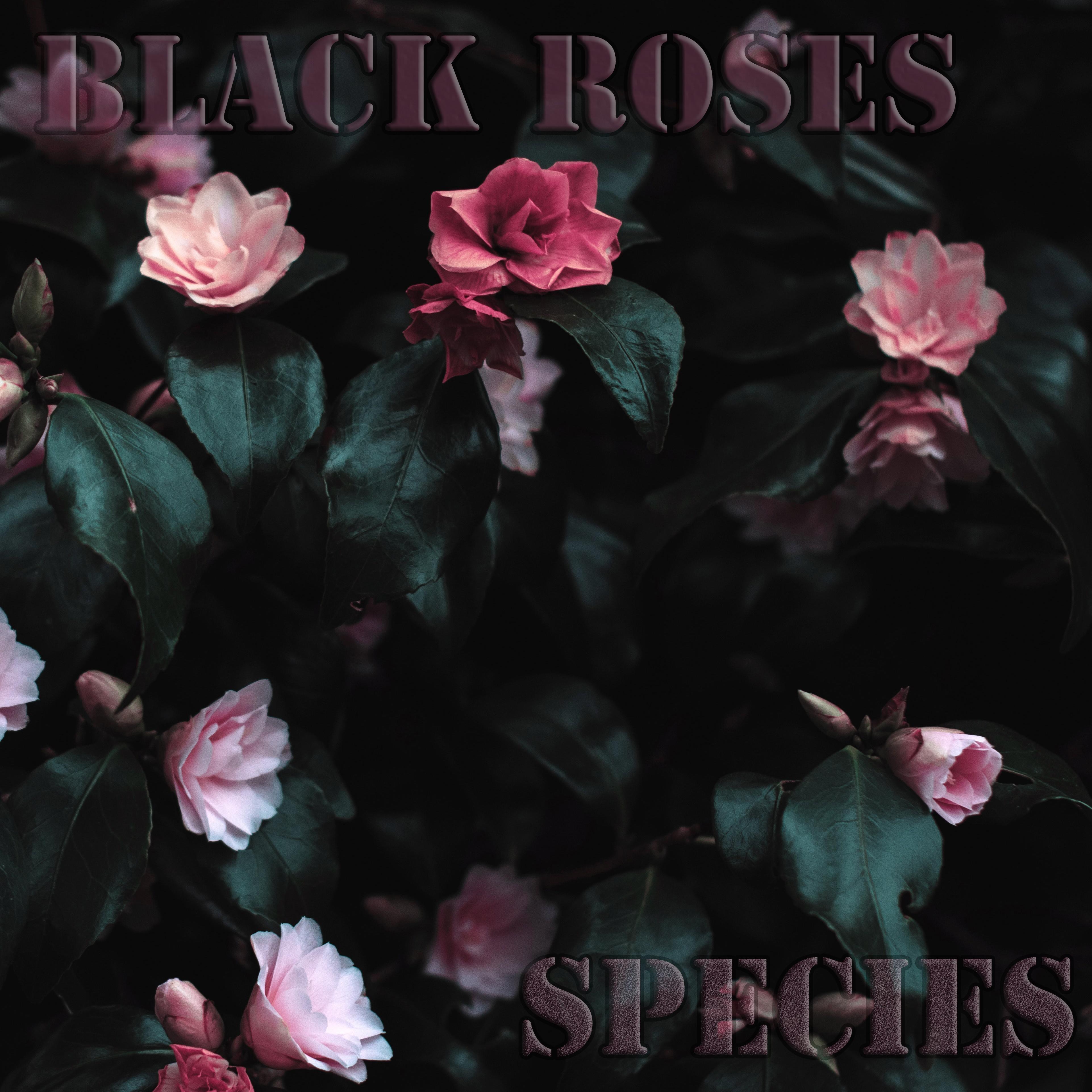 Black Roses