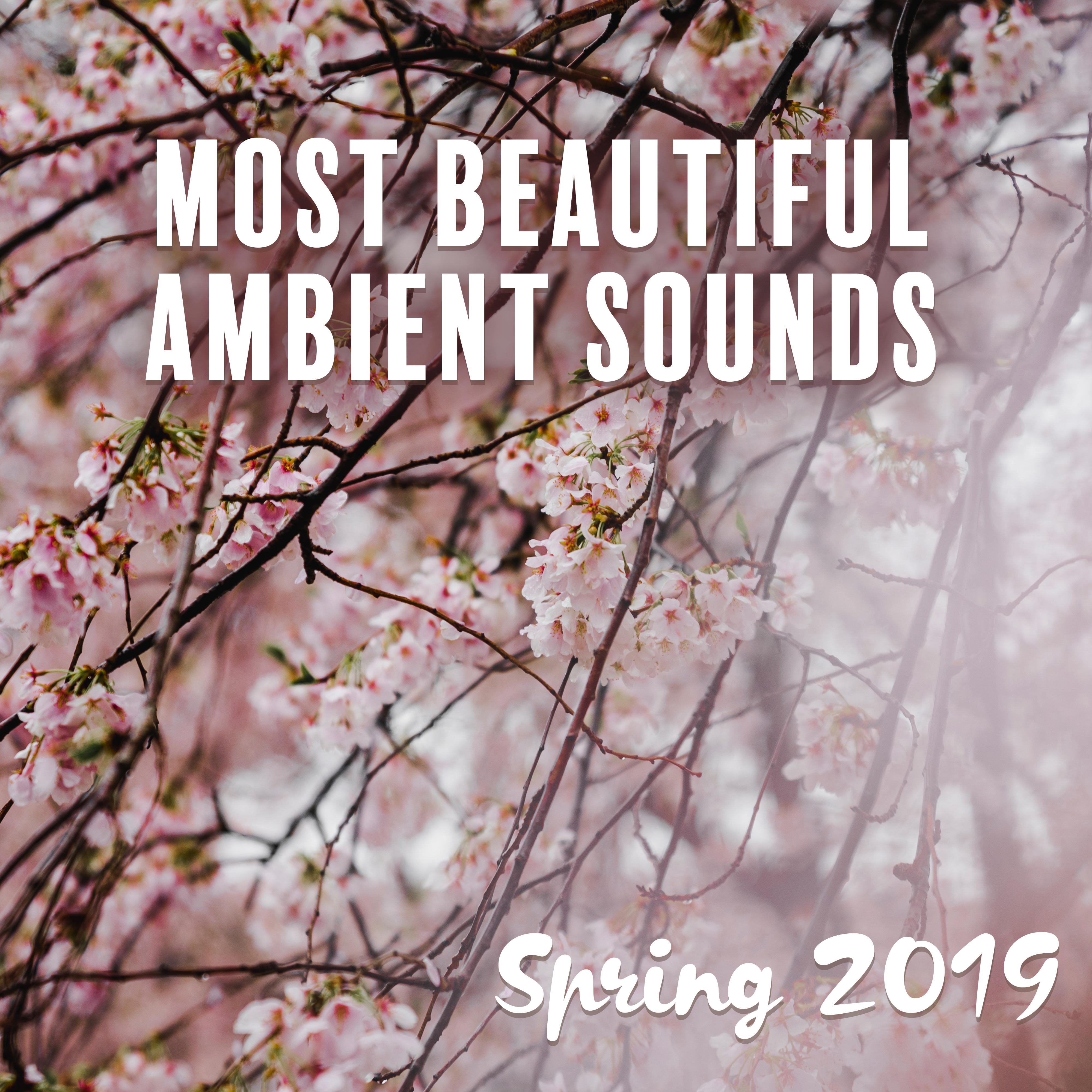 Most Beautiful Ambient Sounds: Spring 2019