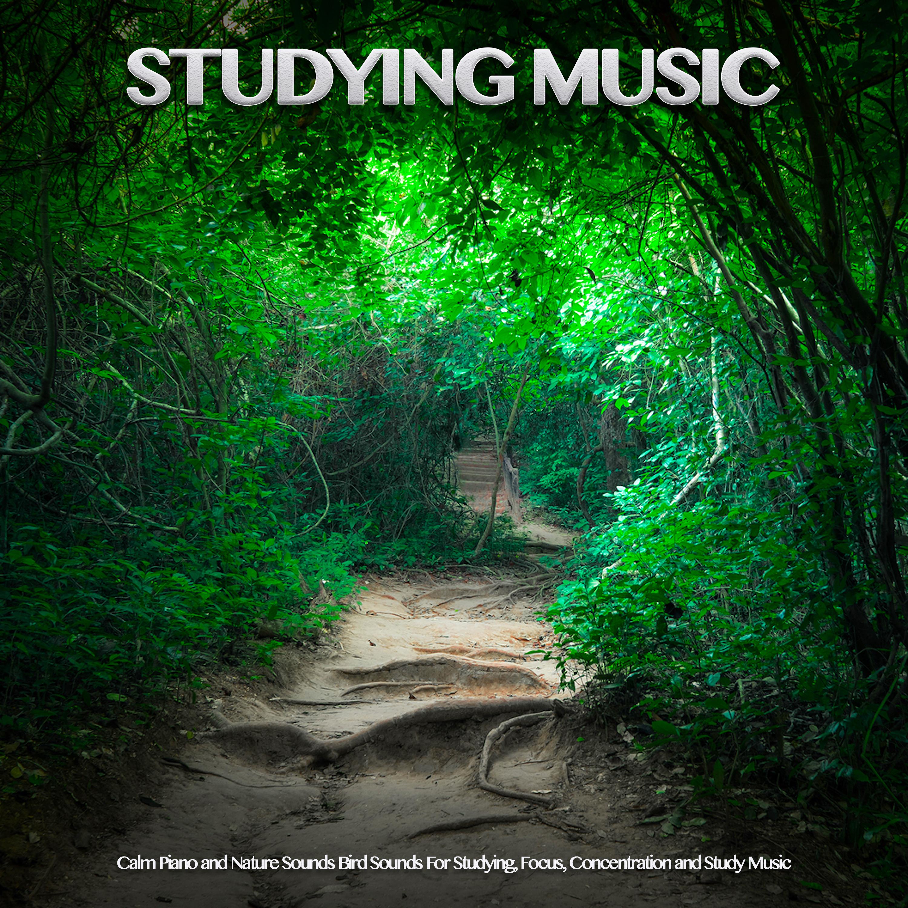 Studying Music: Calm Piano and Nature Sounds Bird Sounds For Studying, Focus, Concentration and Study Music