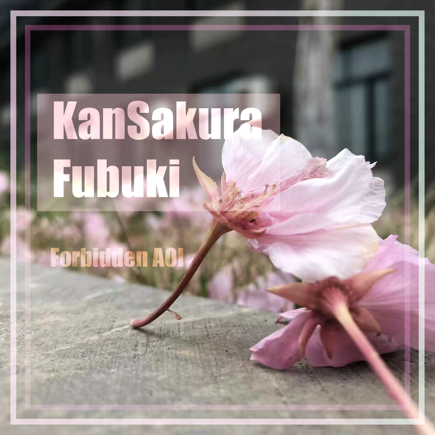 KANSAKURA FUBUKI