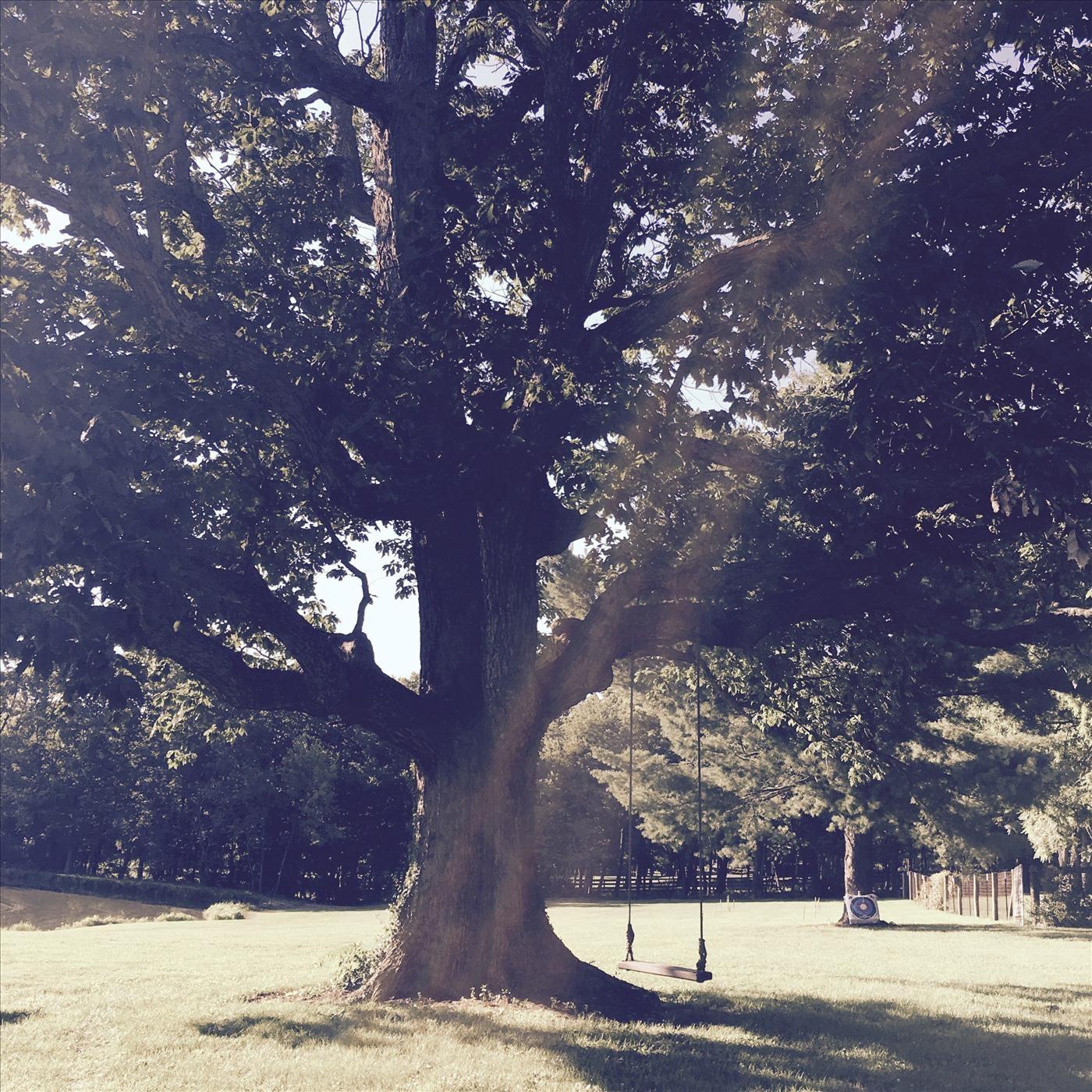 Under the Sawtooth Oak