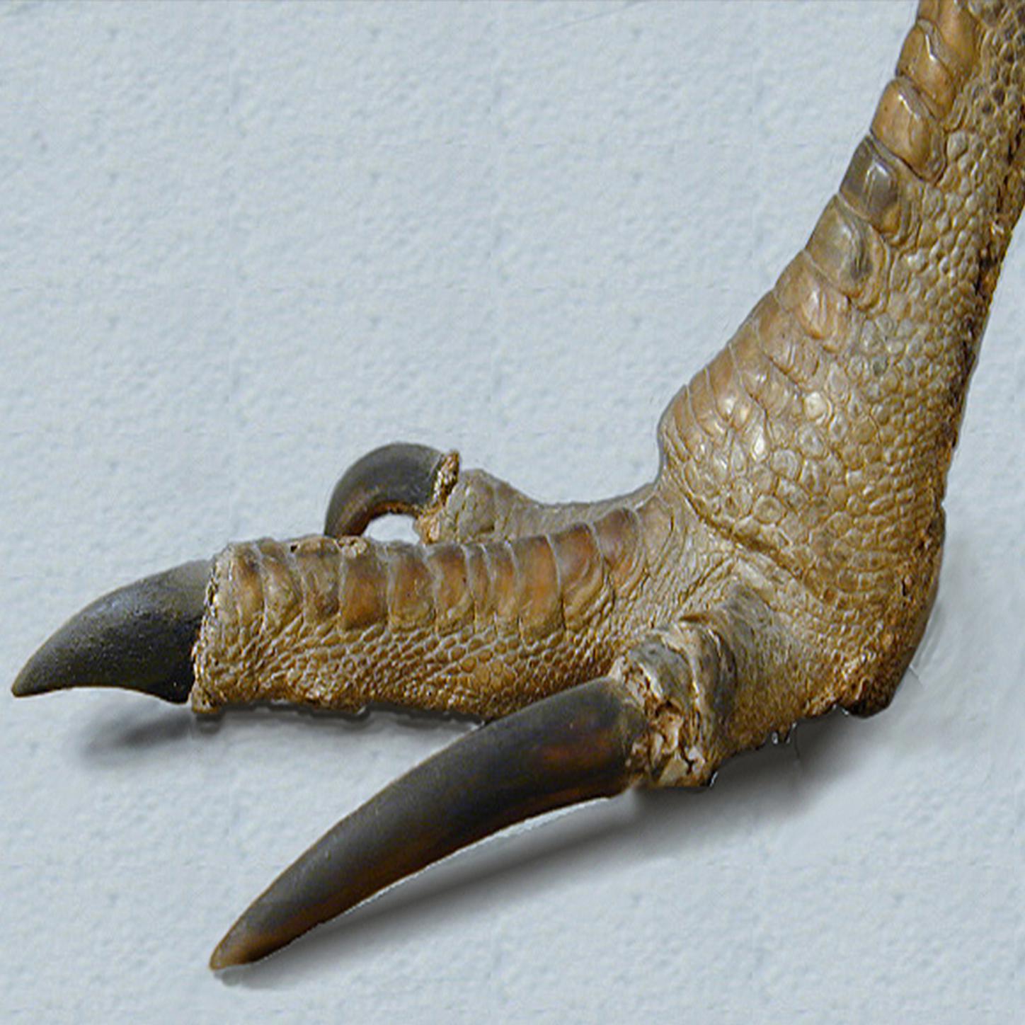 Cassowary Claw