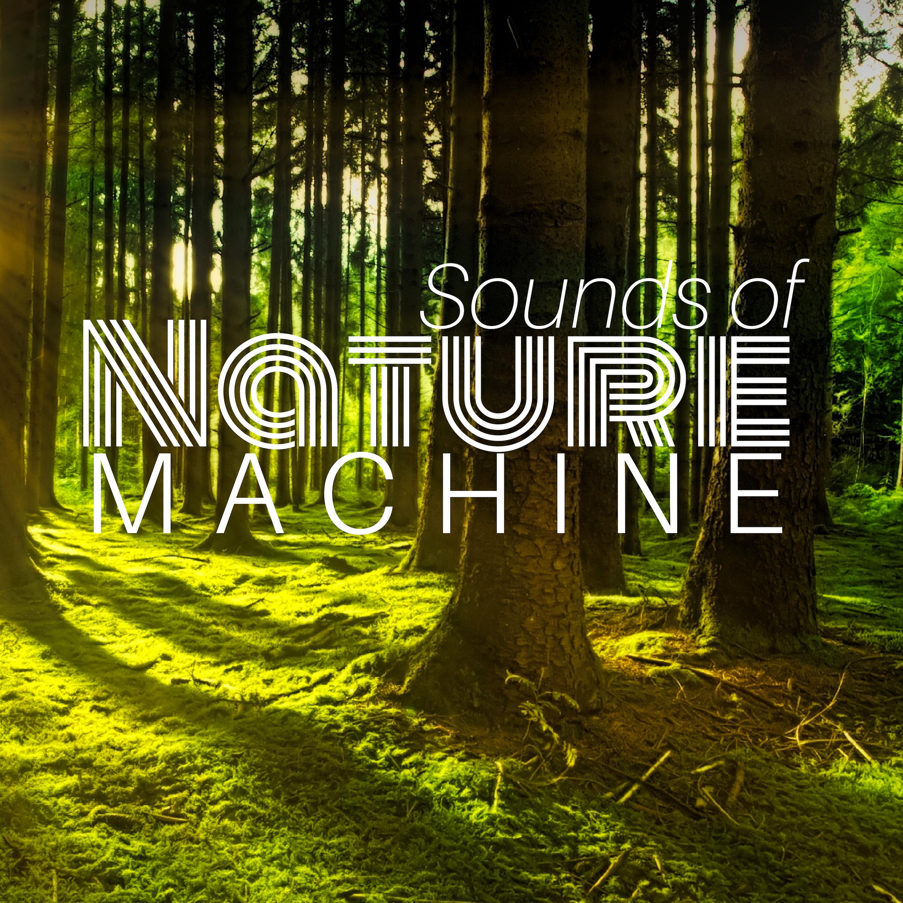 Sounds of Nature Machine - Healing Frequency for the Liver