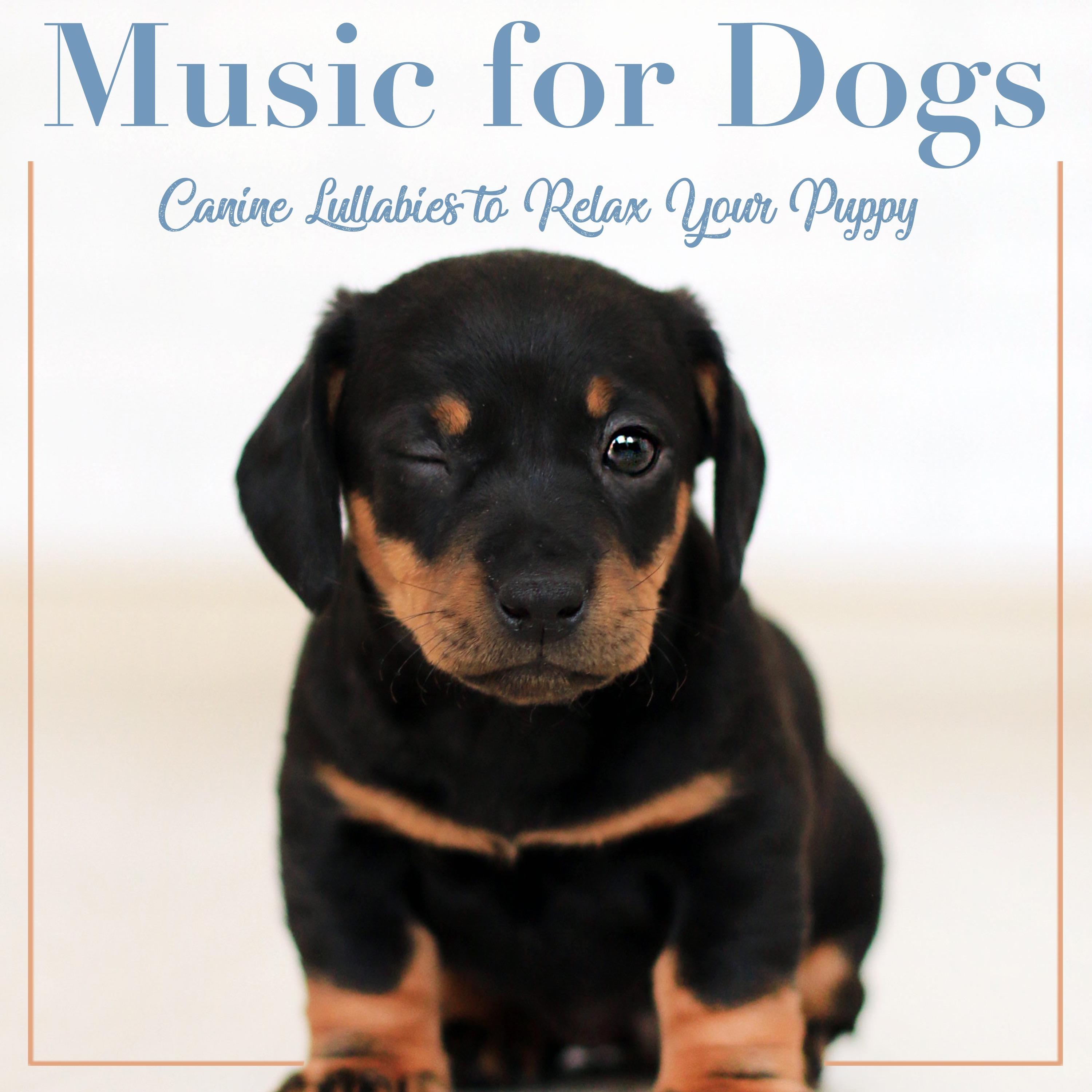 Music for Dogs: Canine Lullabies to Relax Your Puppy