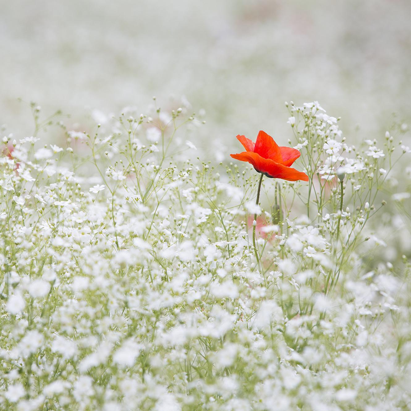 Tears of Flowers