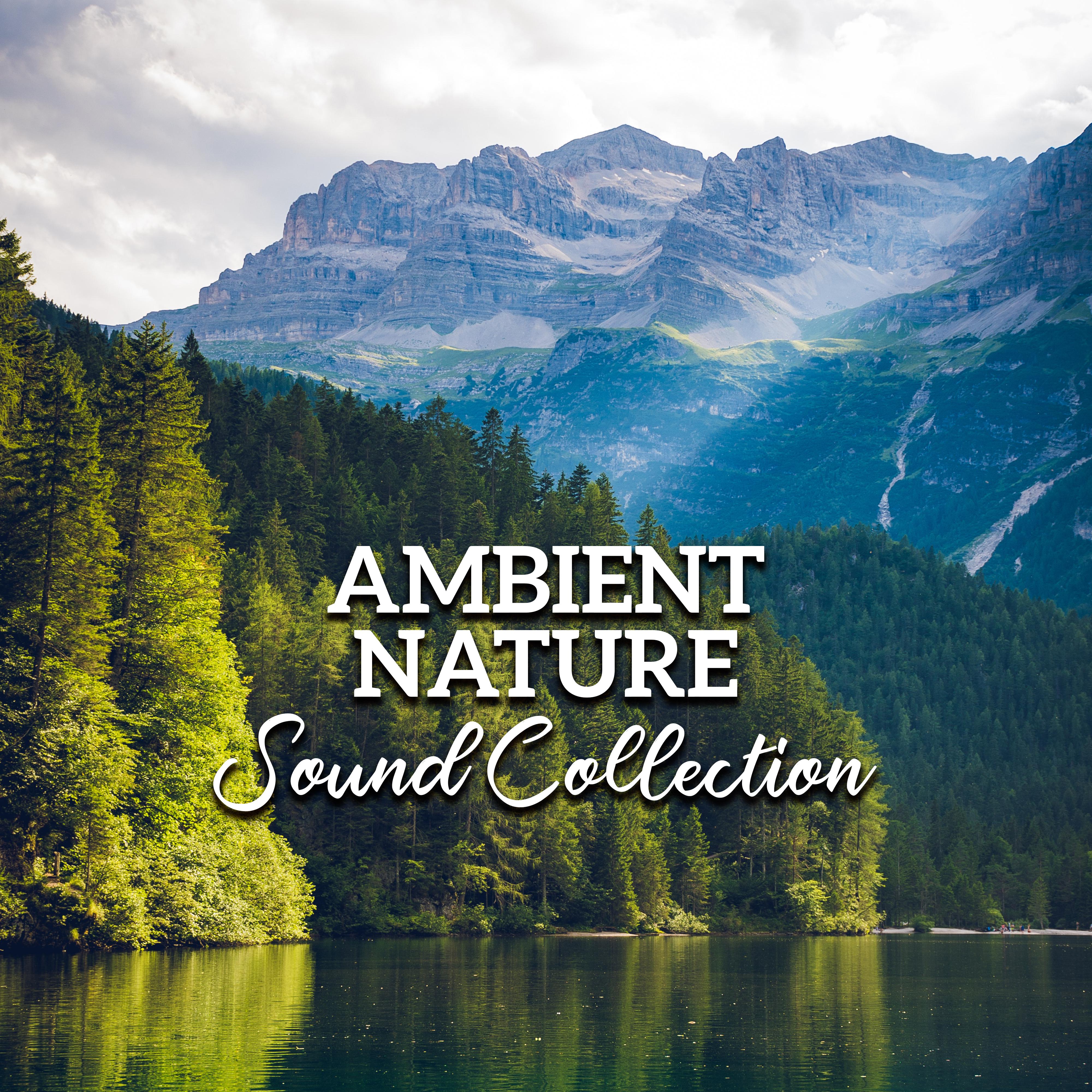 Ambient Nature Sound Collection: Sounds of Nature for Sleep and Relaxation, Inner Bliss, Deep Harmony, Calm Down, Zen, Relaxing Music Therapy