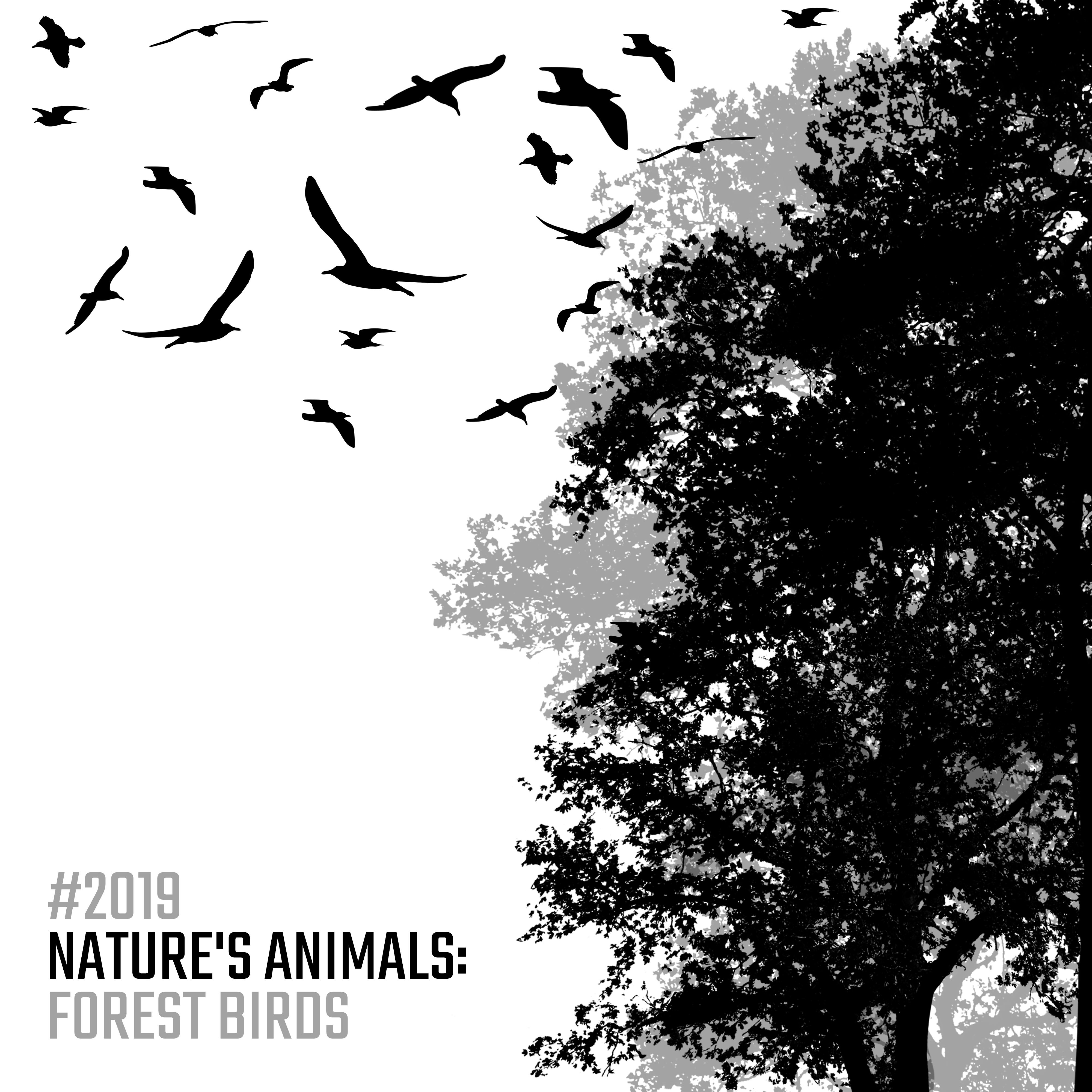 2019 Nature' s Animals: Forest Birds  Compilation of New Age Music with the Sounds of Birds and Piano Compositions
