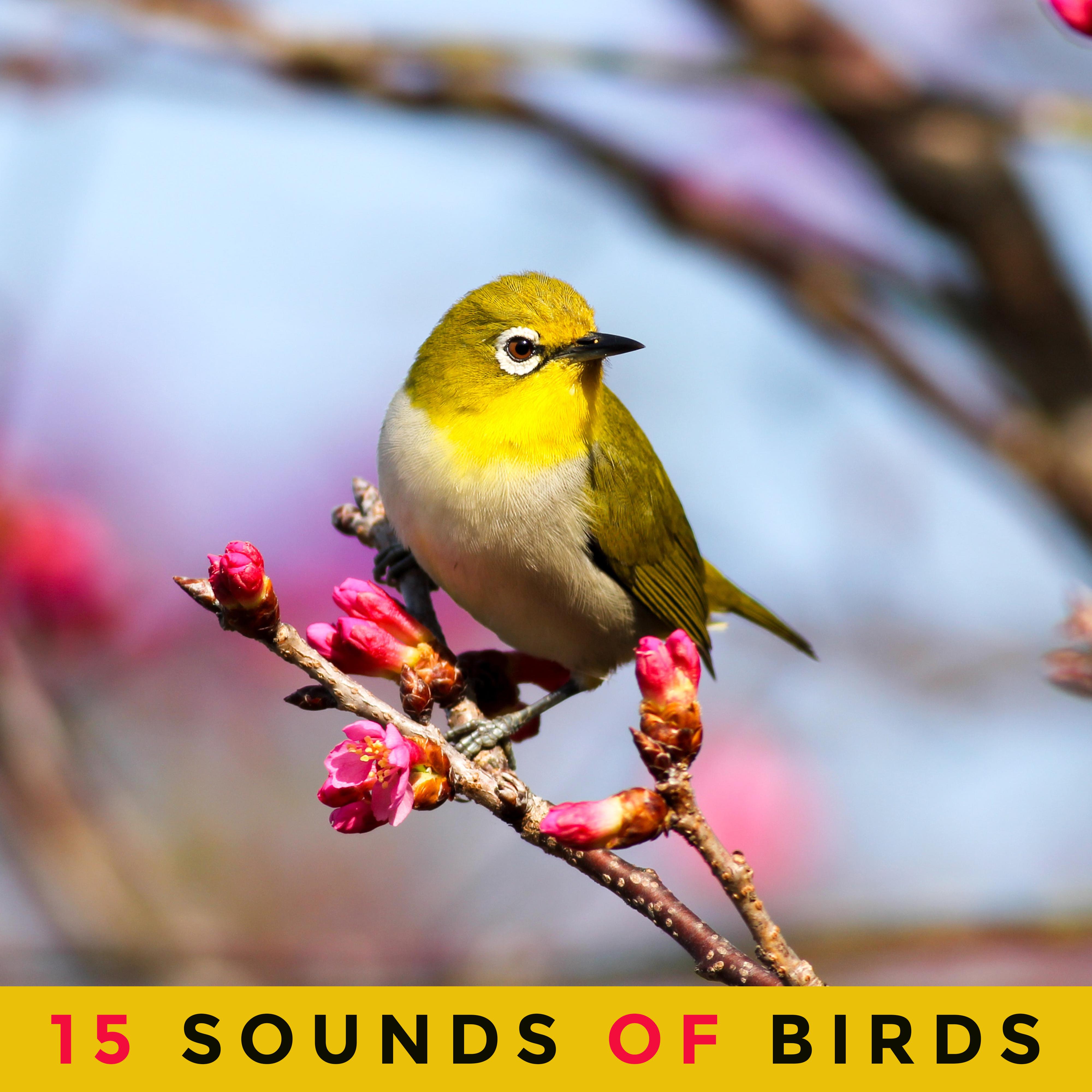 15 Sounds of Birds: Pure Relaxation, Nature Music, Deep Meditation, Sleep, Rest, Inner Harmony, Zen Serenity, Lounge Music