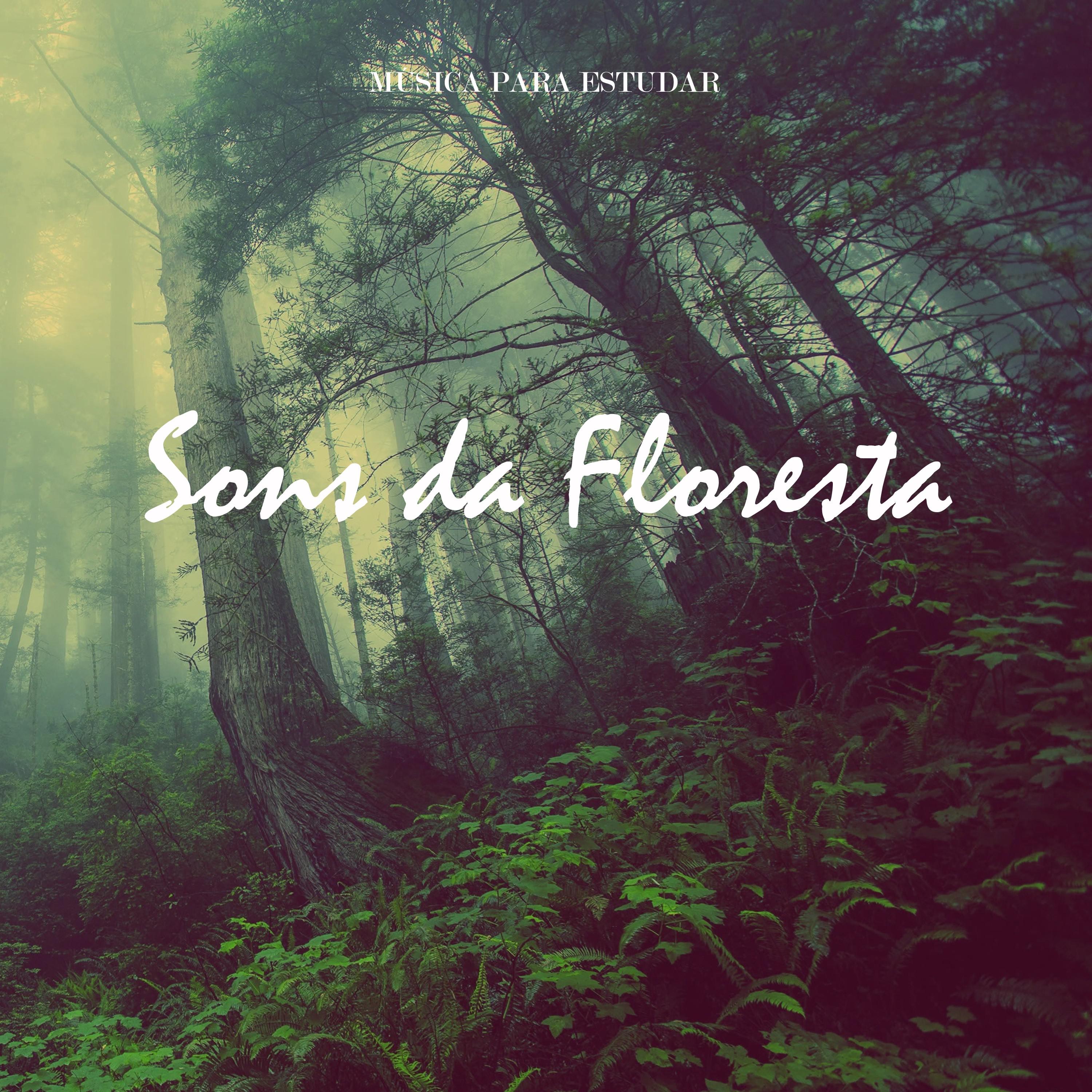 Mu sica para Estudar: Sons da Floresta, Pt. 12