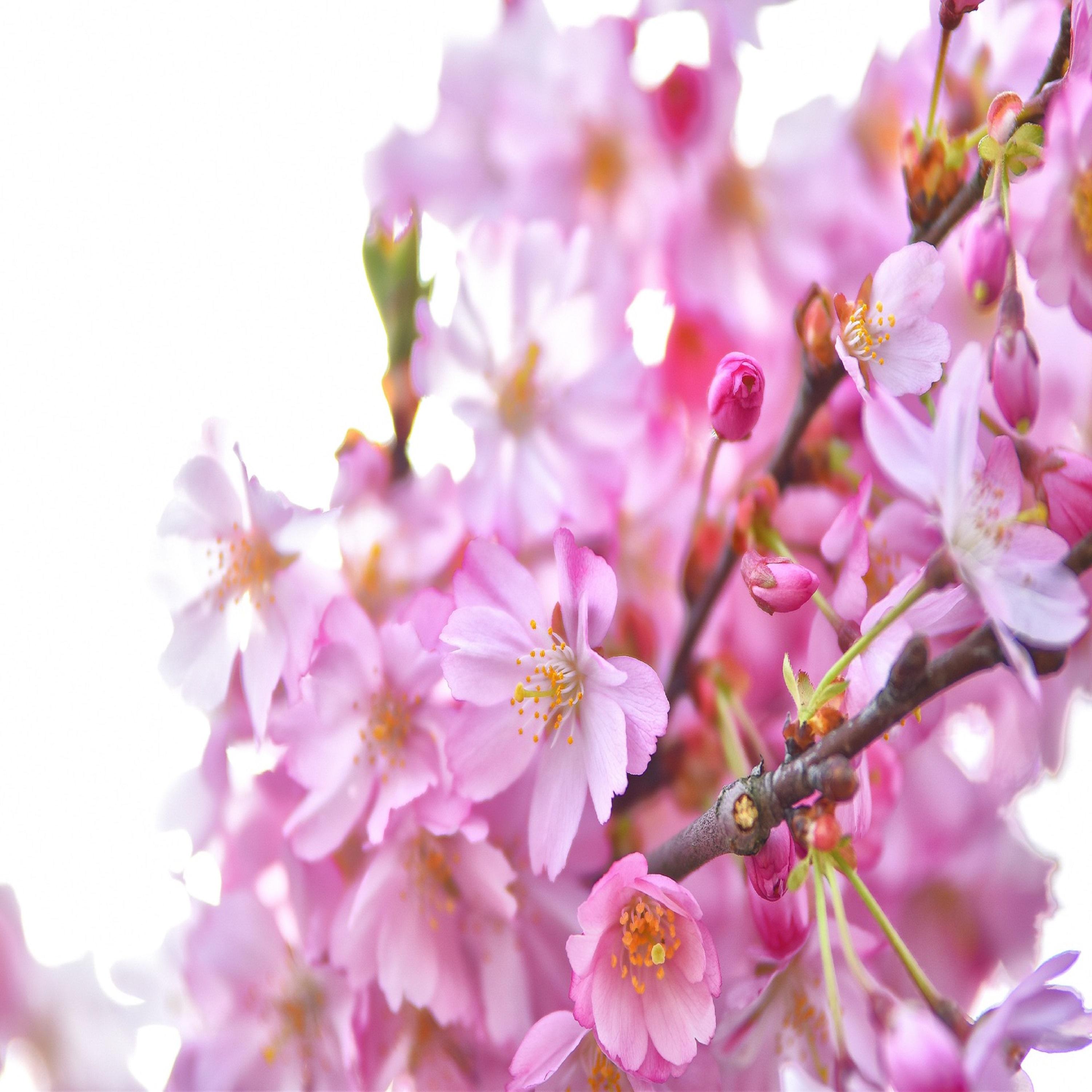 Pink Flowers