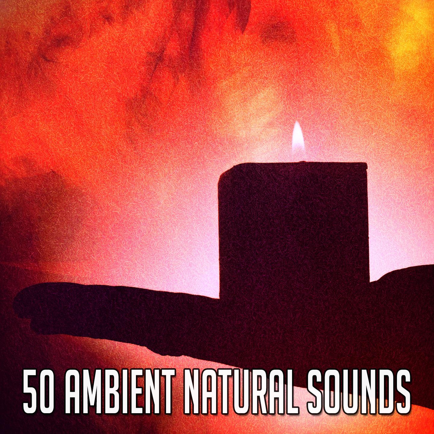 50 Ambient Natural Sounds