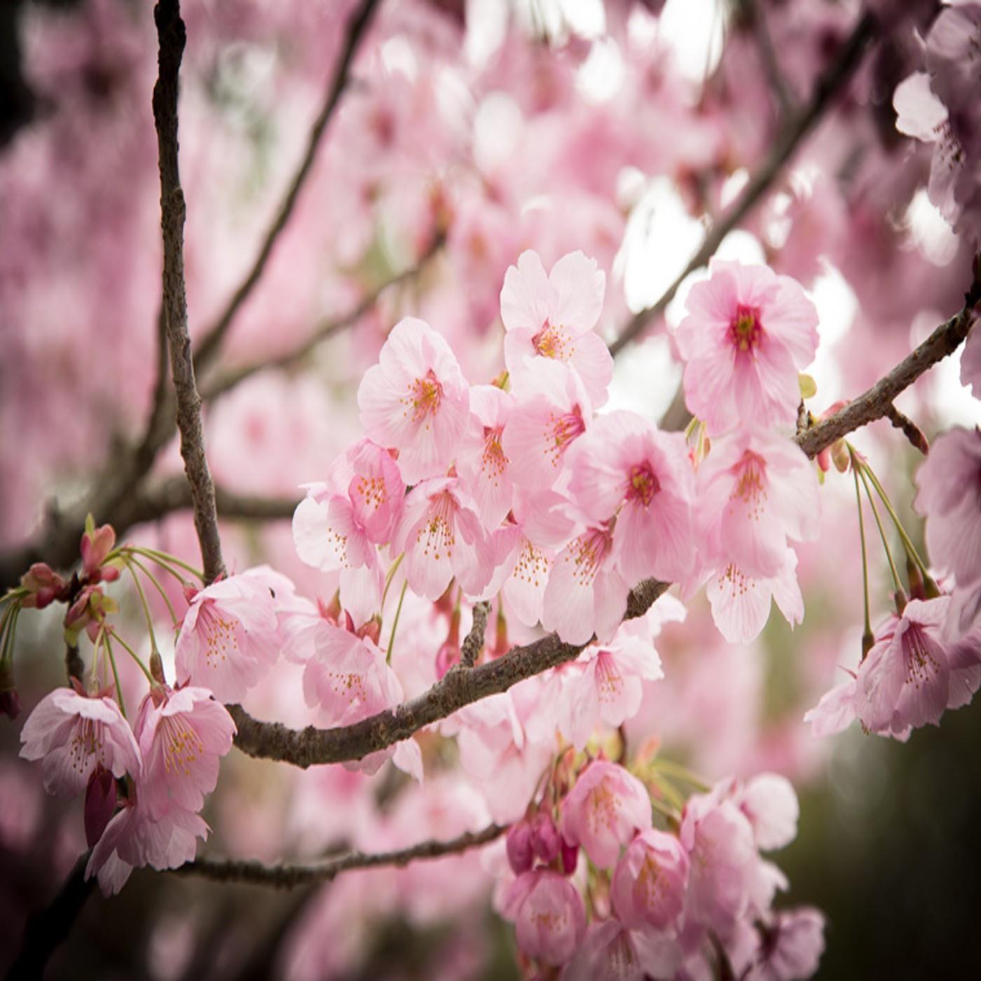 Sakura