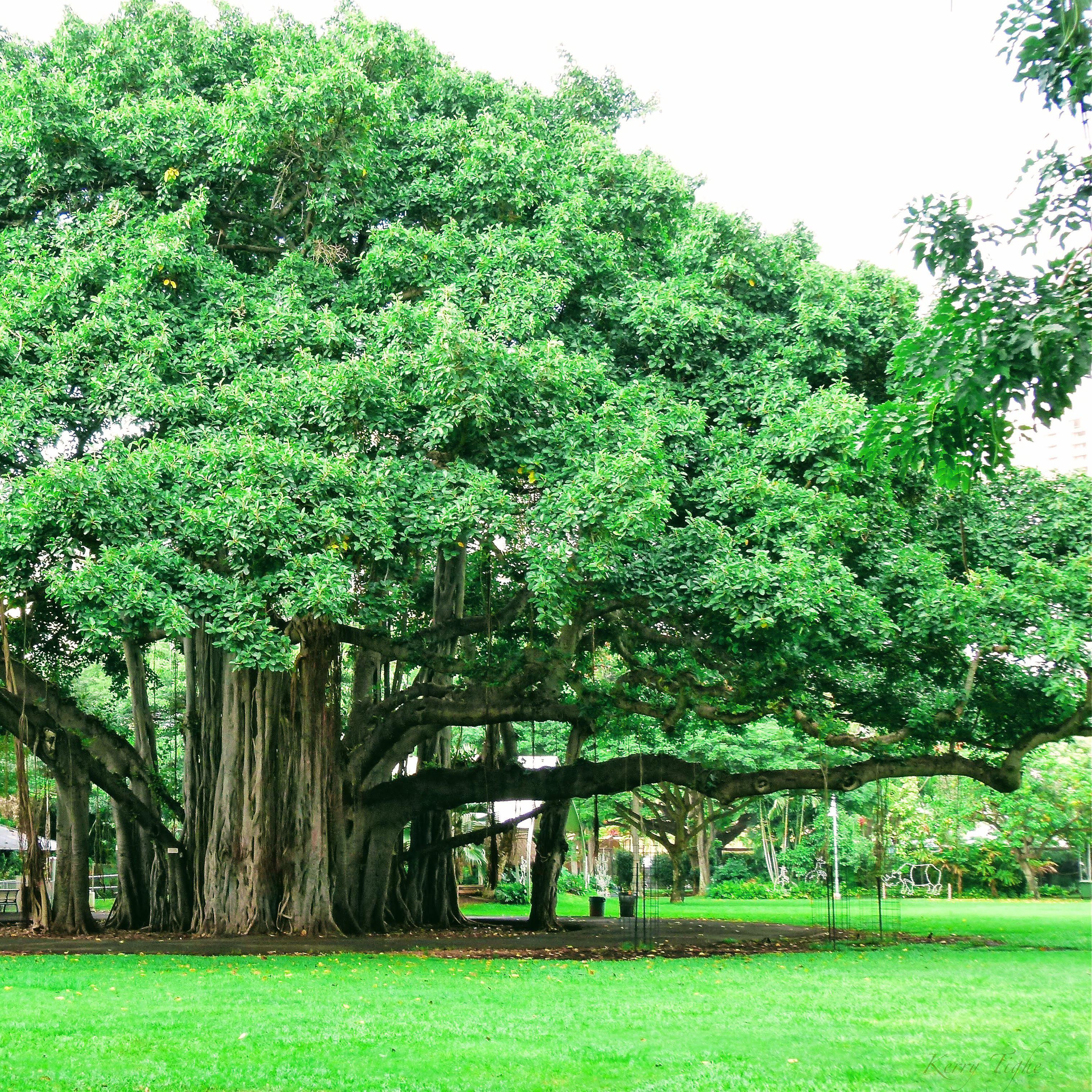 Bodhi Tree