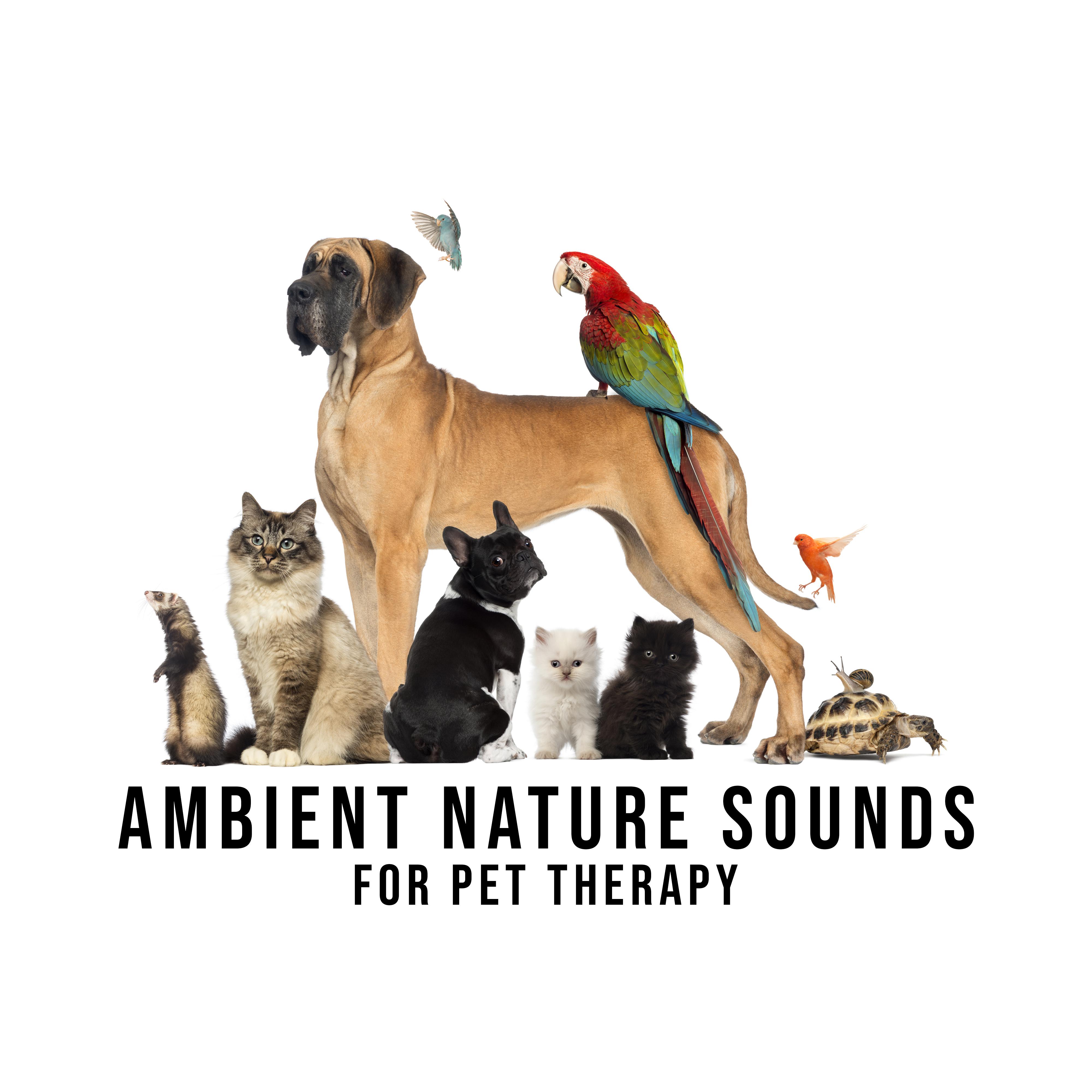 Ambient Nature Sounds for Pet Therapy  Music Zone, Healing Music for Pets, Reduce Stress, Calming Sounds, Nature Music, Deep Relax