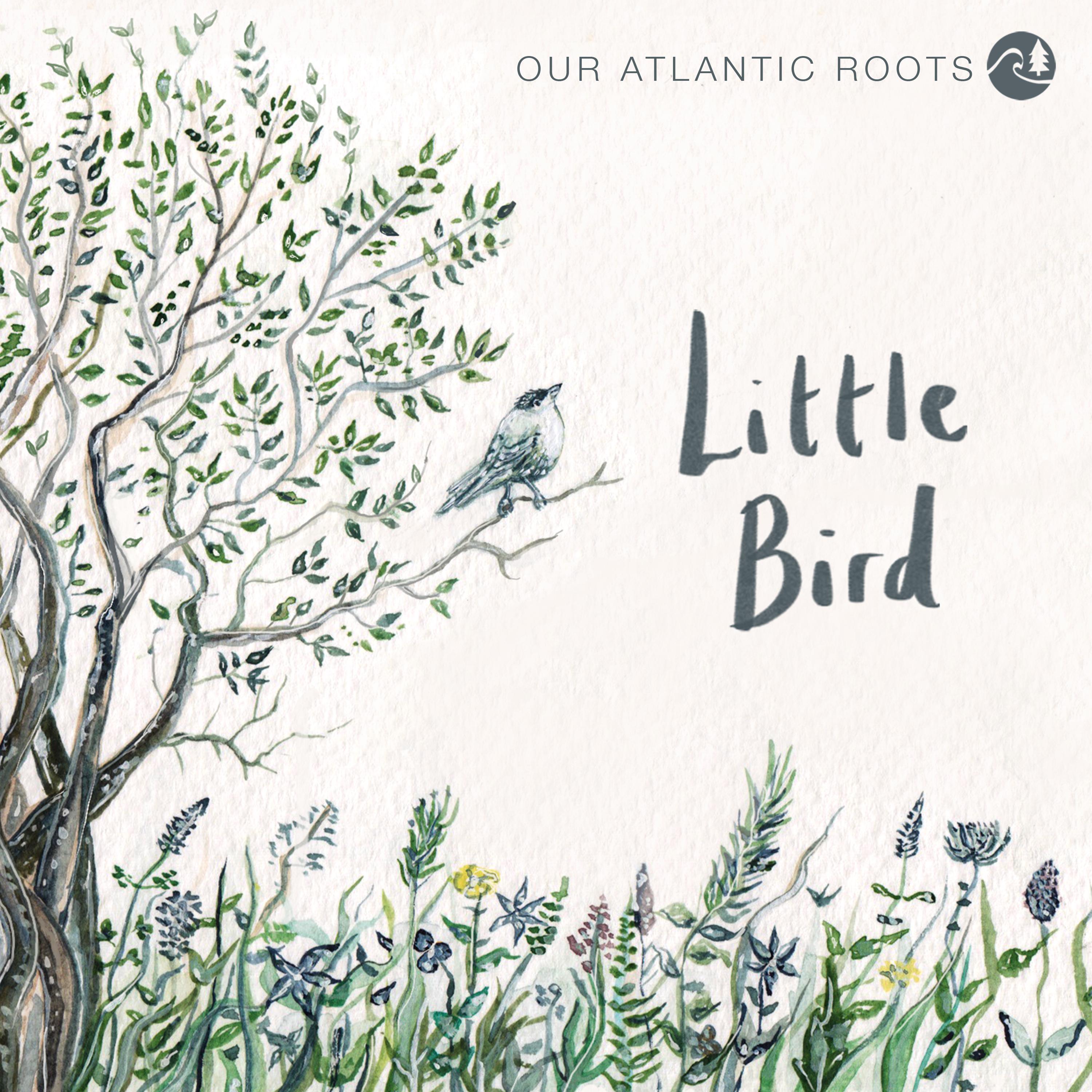 Little Bird