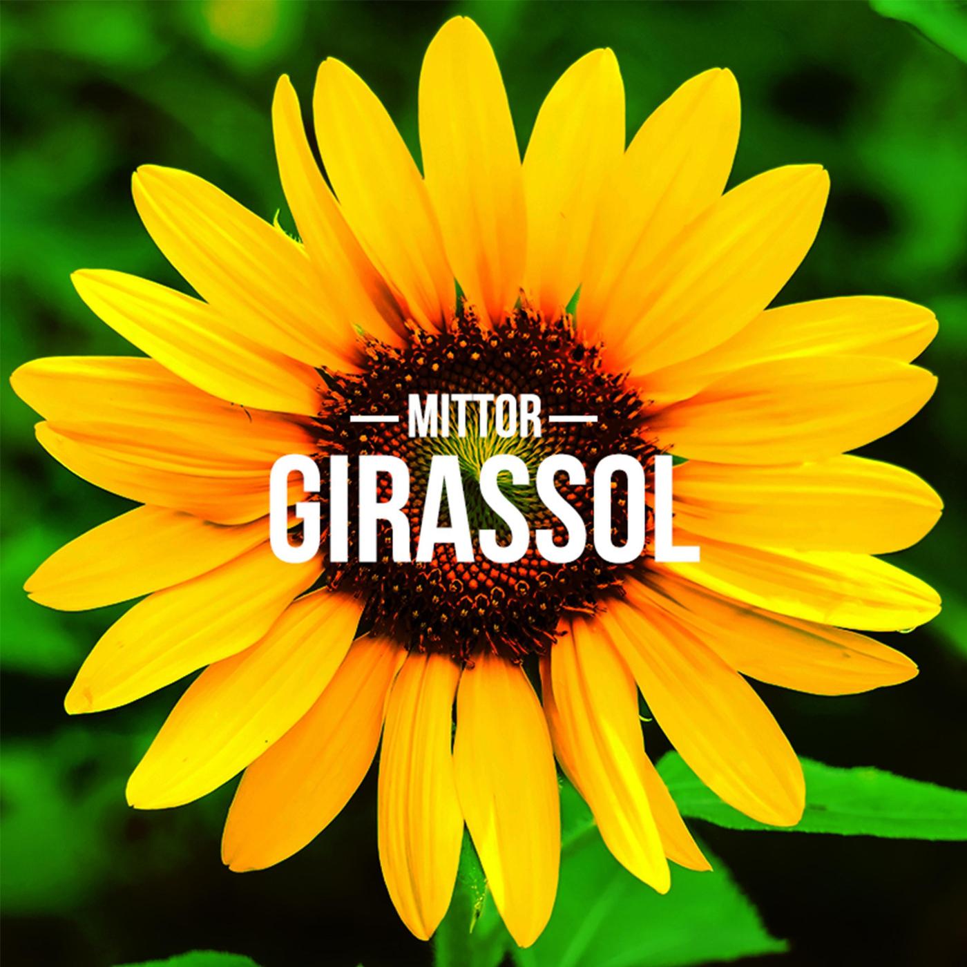 Girassol