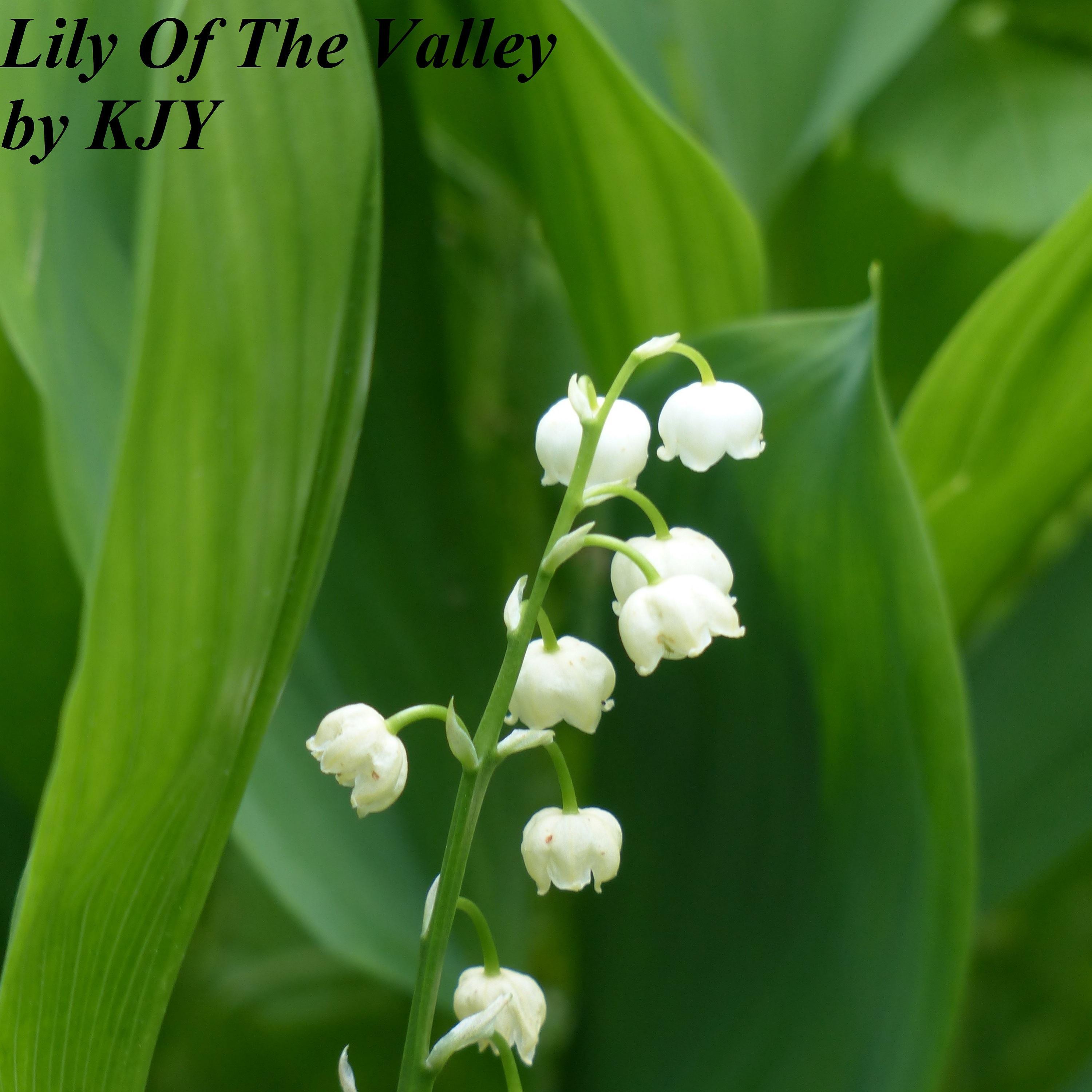 Lily of the Valley (Contemporary Music)