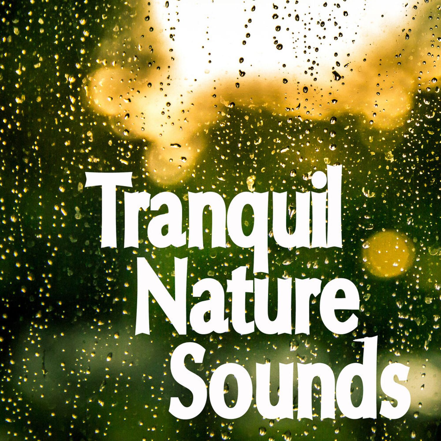 20 Tracks of Tranquil Nature and Relaxing Rain Sounds