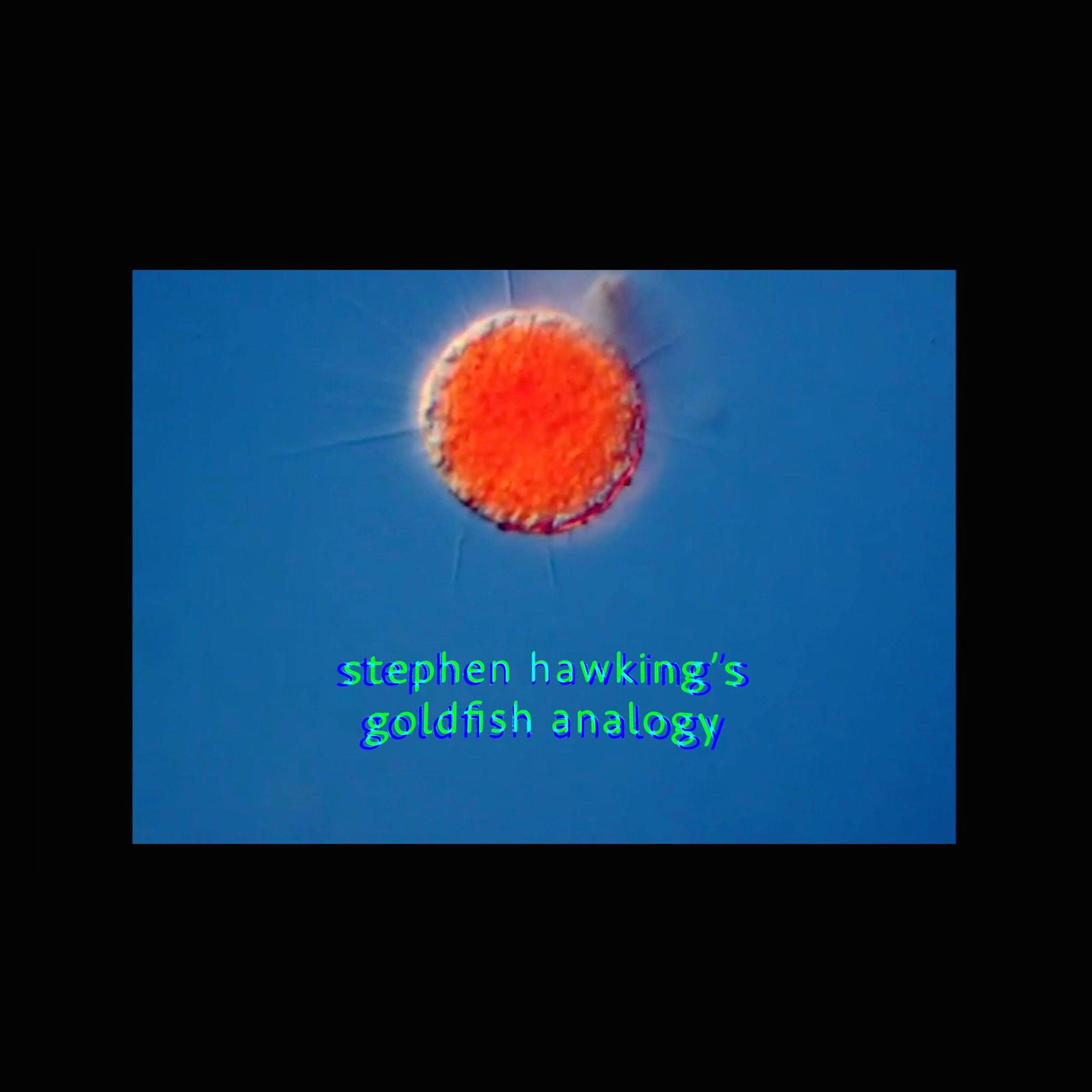 stephen hawking's goldfish analogy