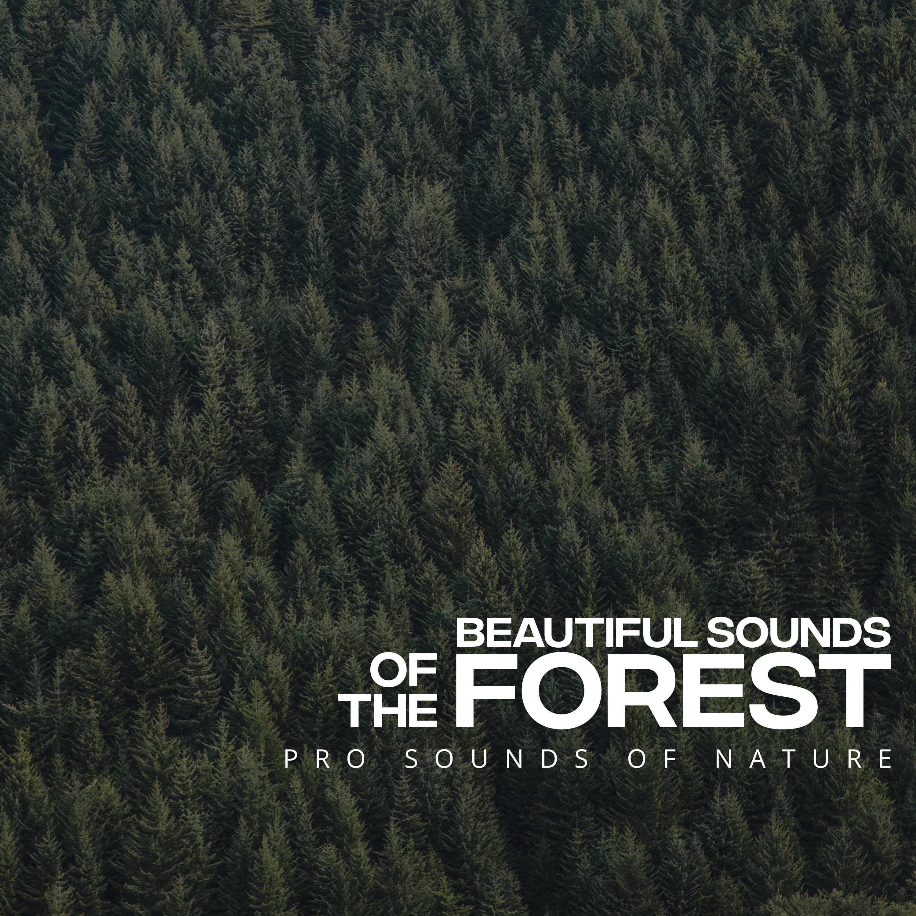 Beautiful Sounds of the Forest