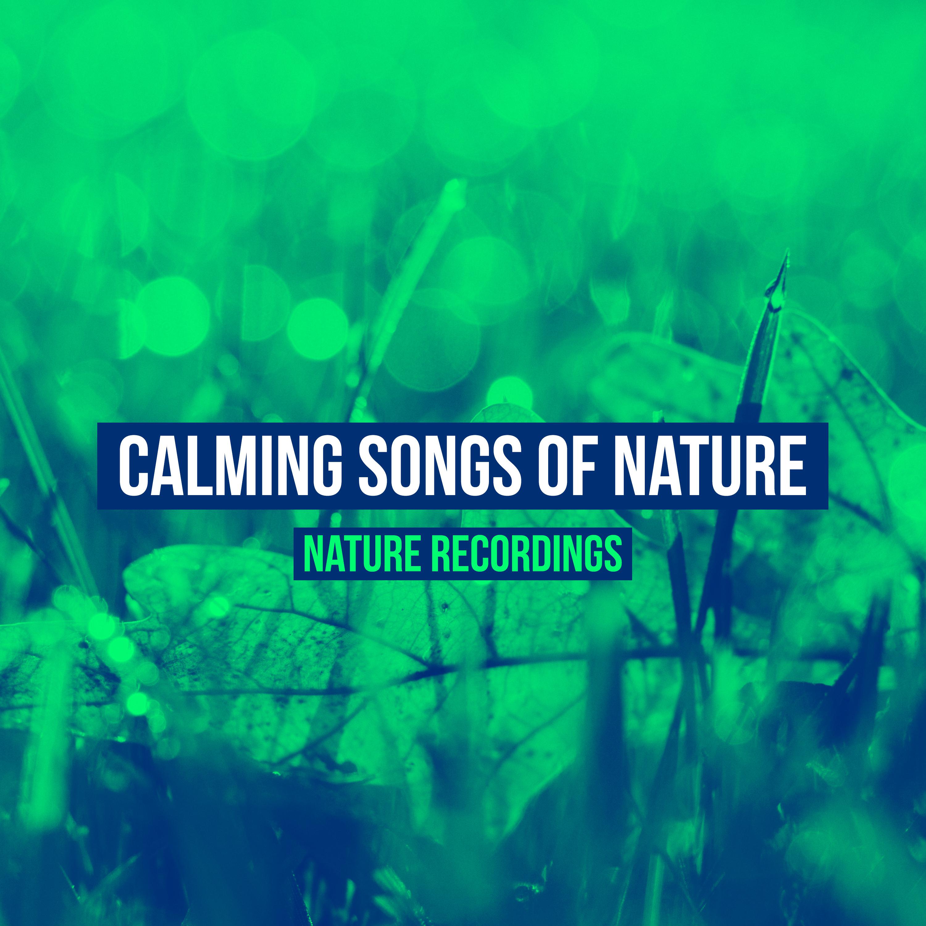 Calming Songs of Nature