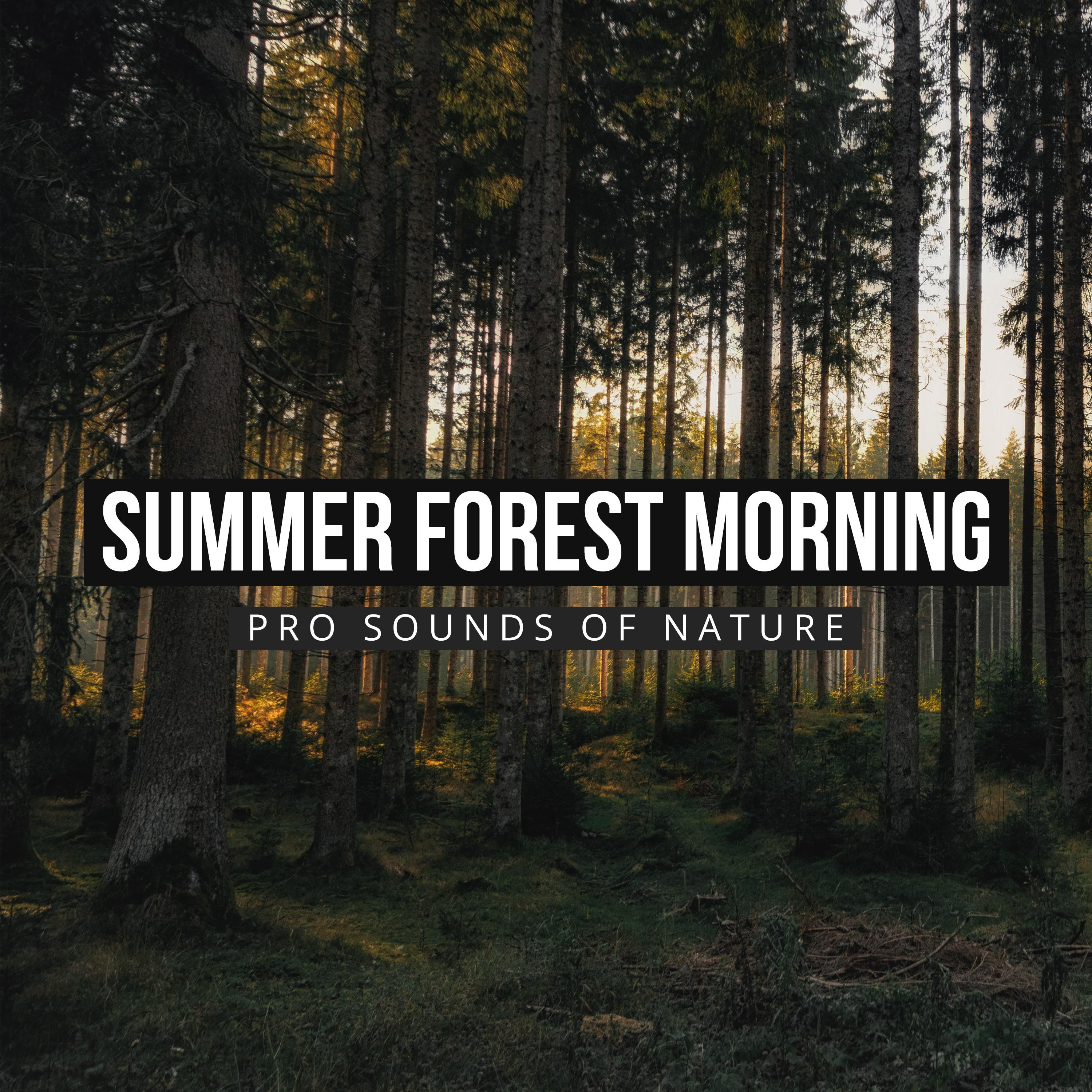 Summer Forest Morning