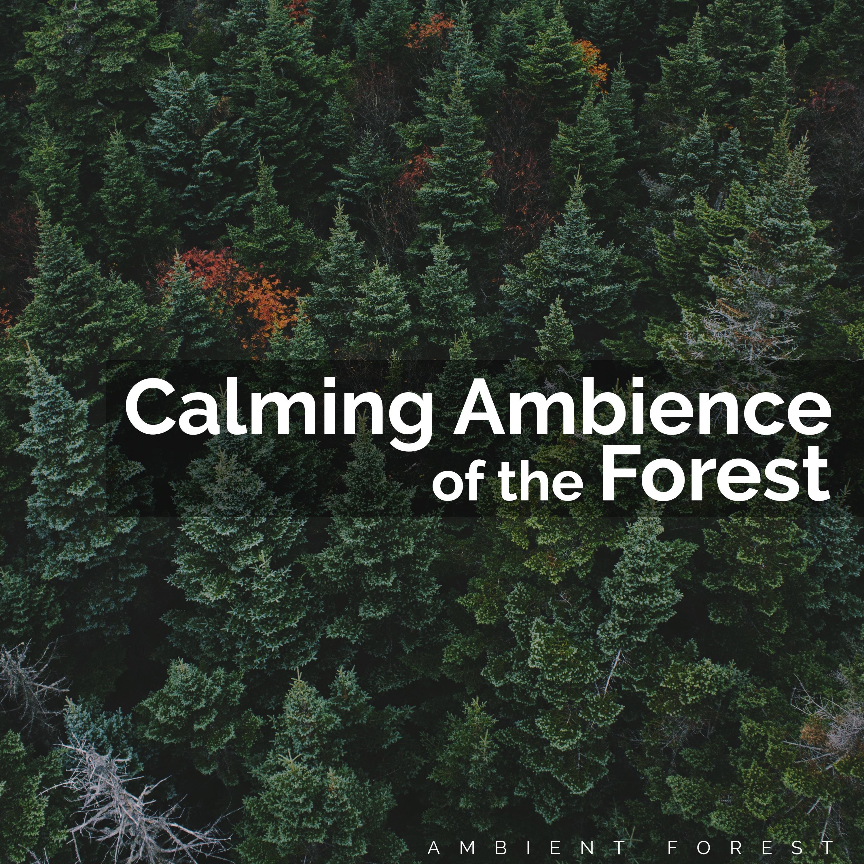 Calming Ambience of the Forest