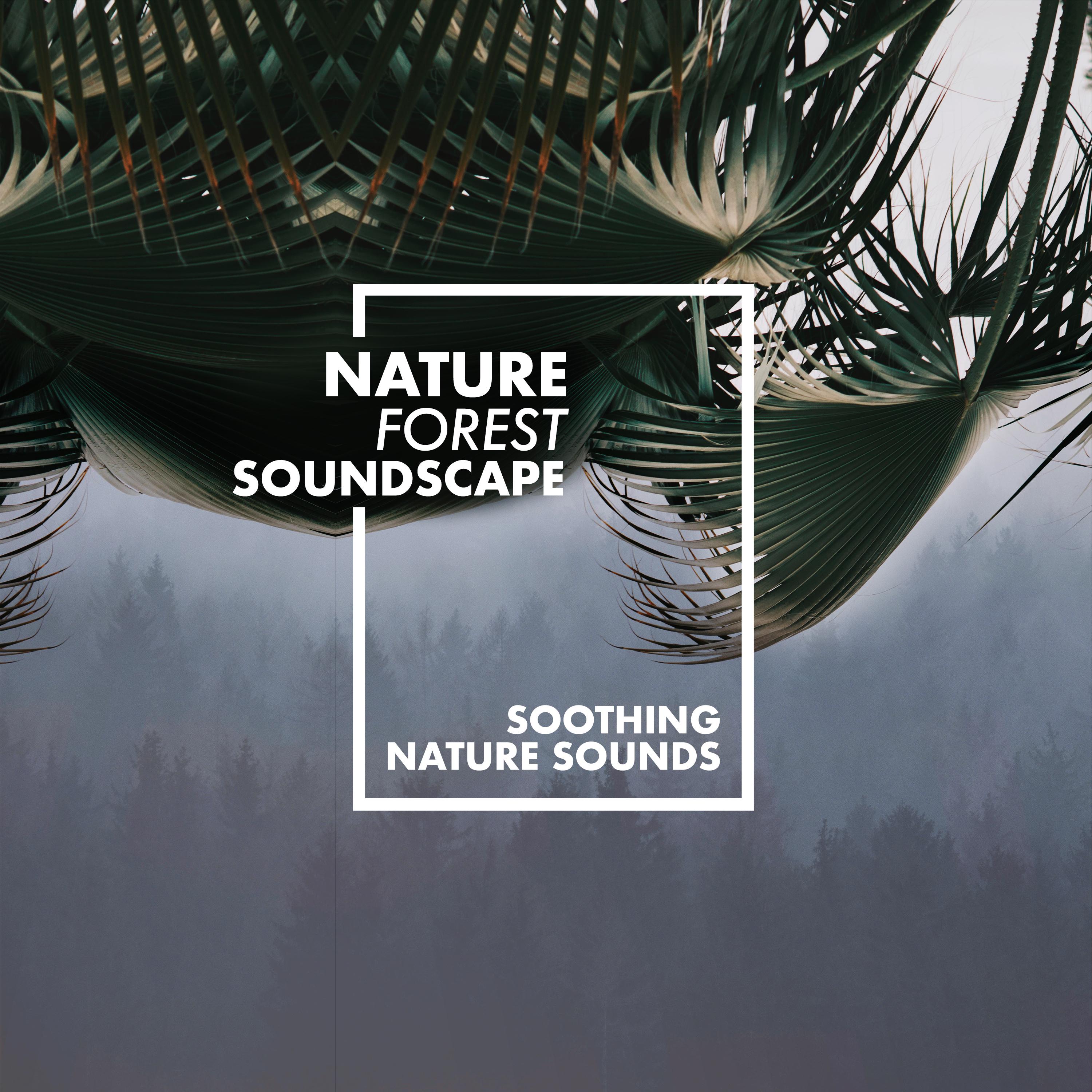 Nature Forest Soundscape
