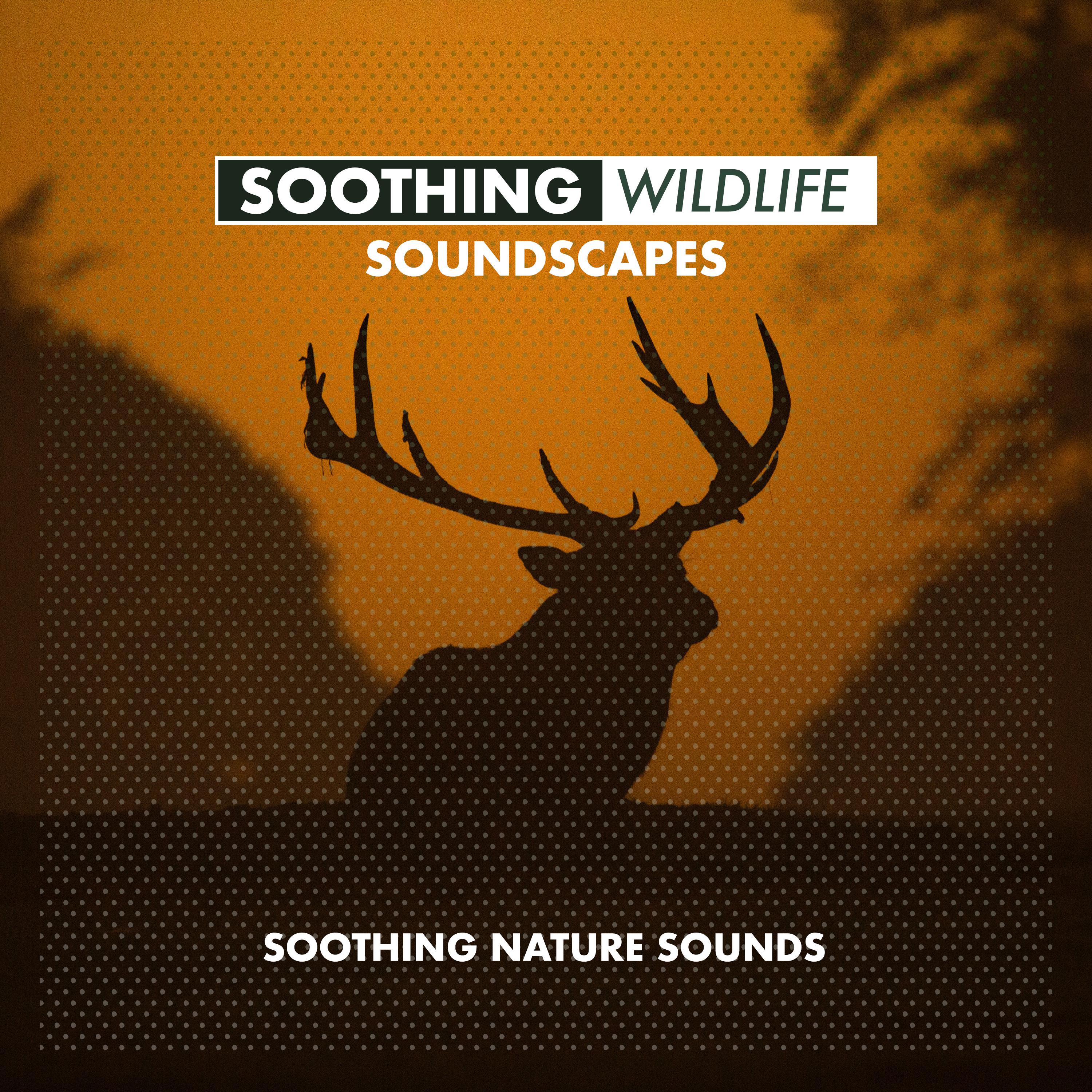 Soothing Wildlife Soundscapes