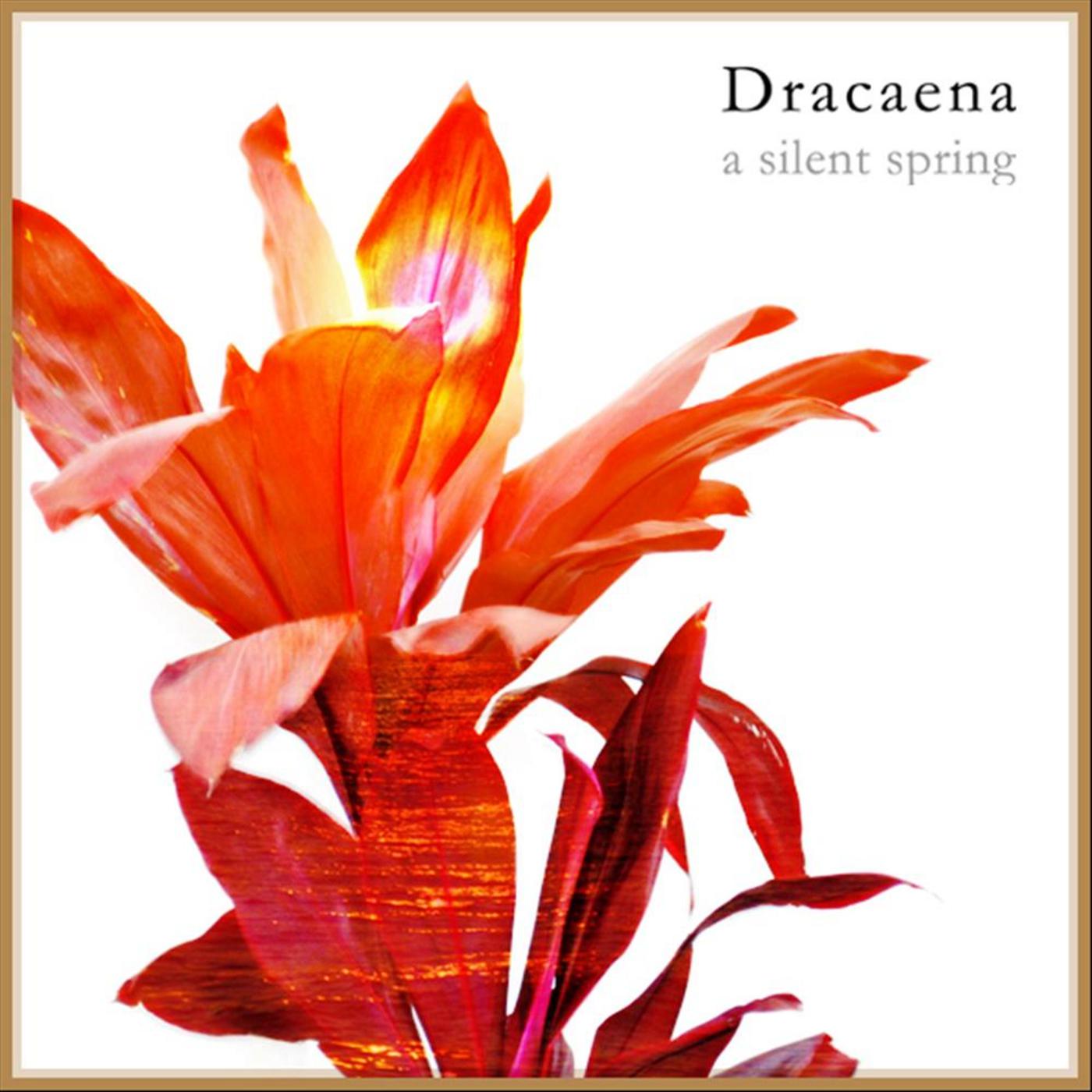 Dracaena