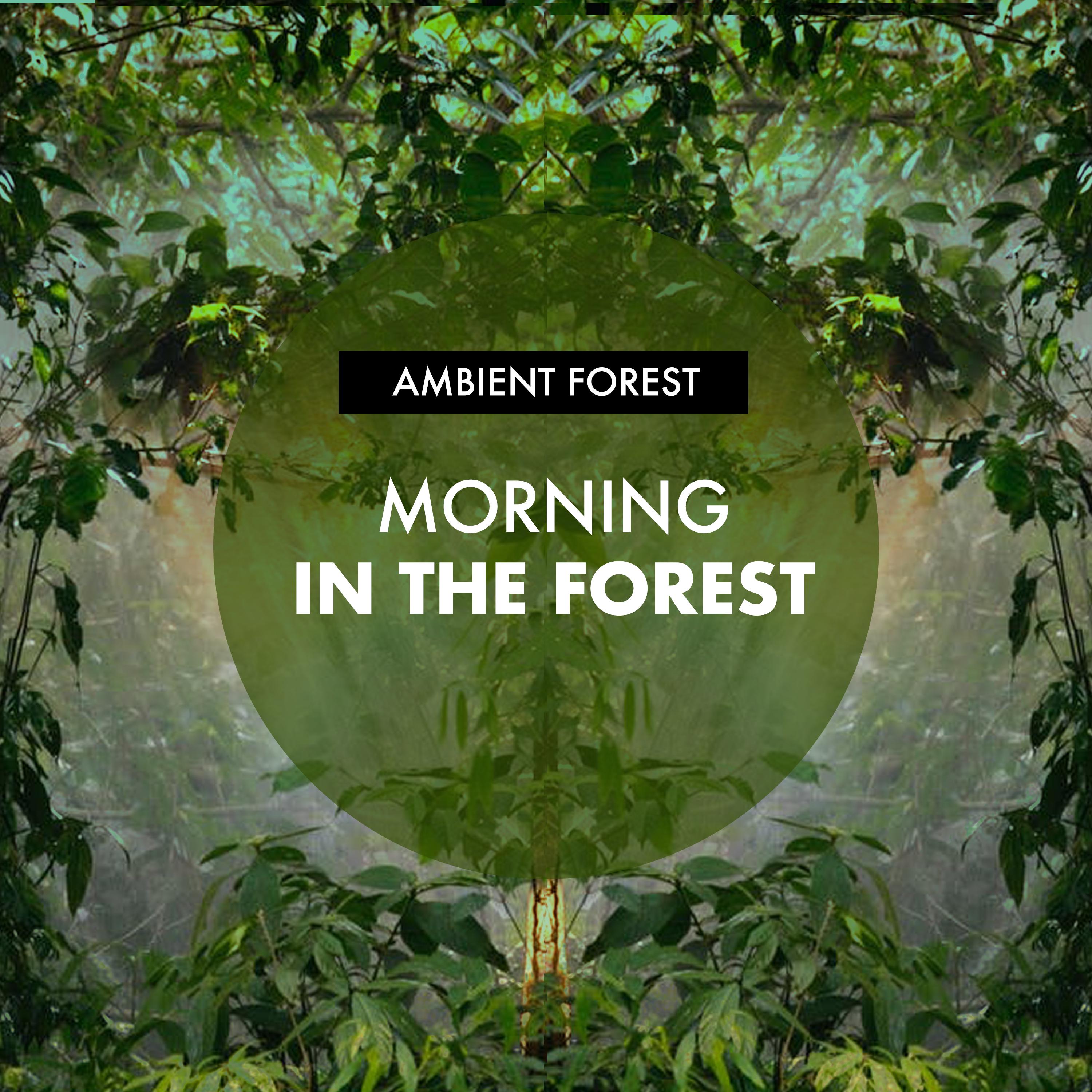 Morning in the Forest