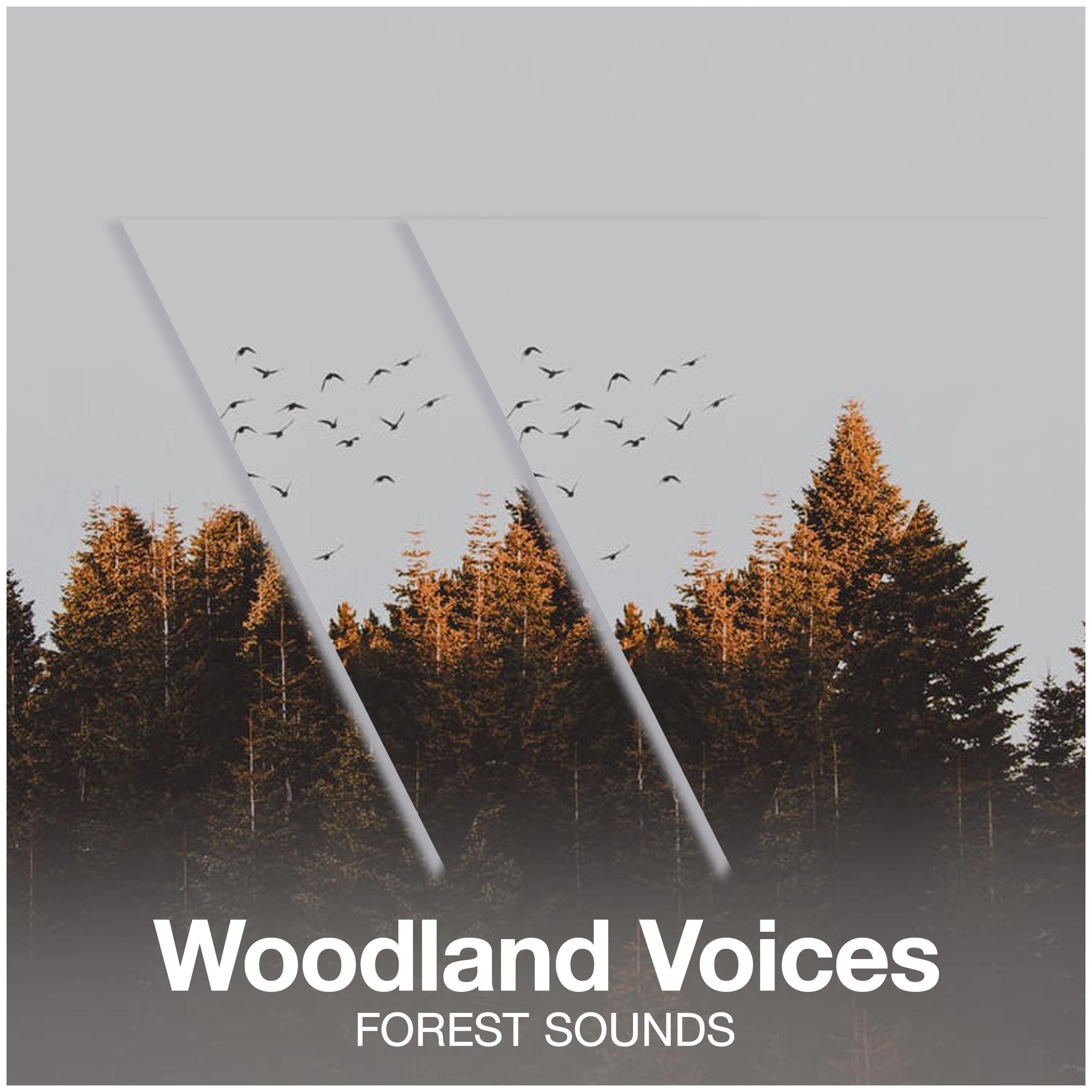 Woodland Voices