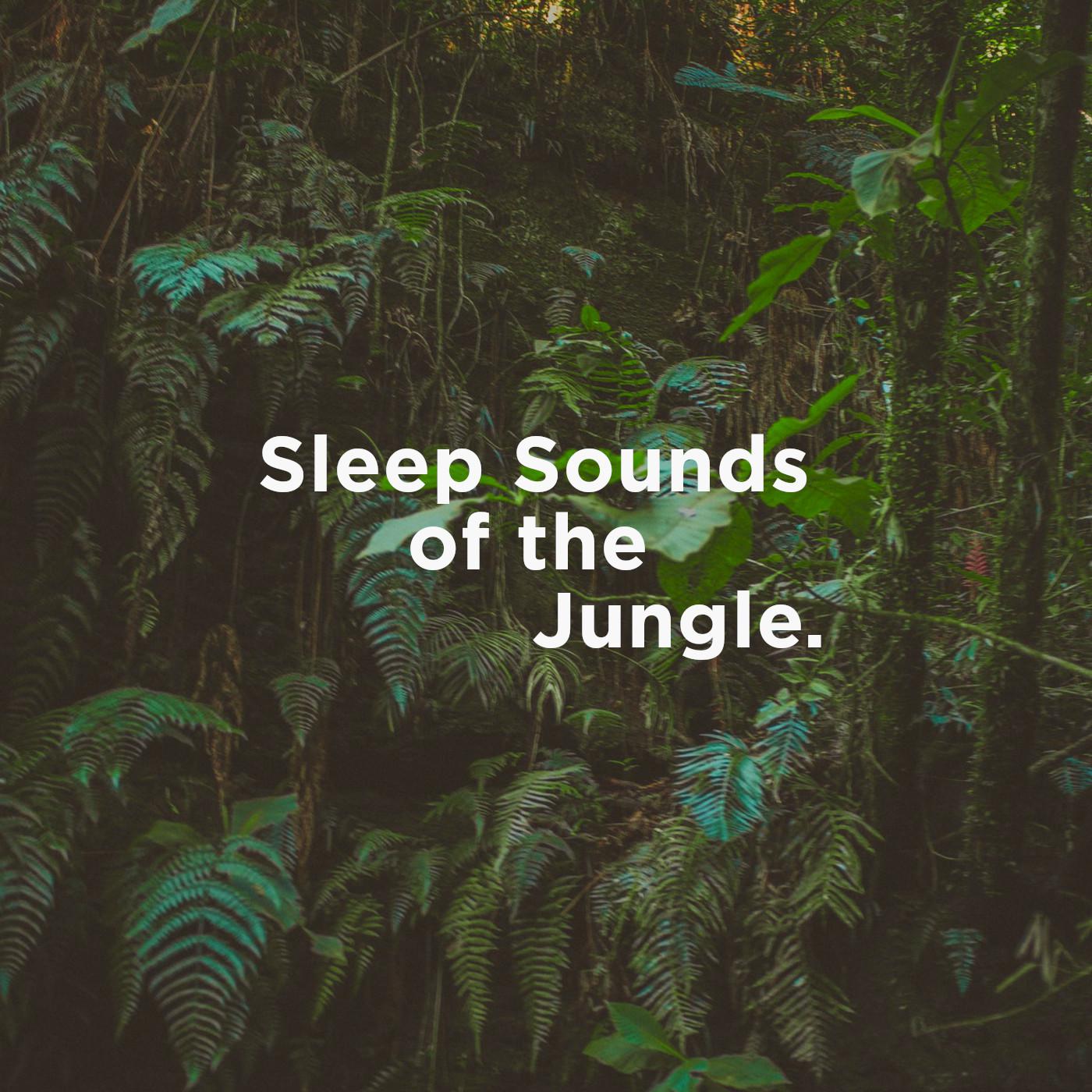 Sleep Sounds of the Jungle