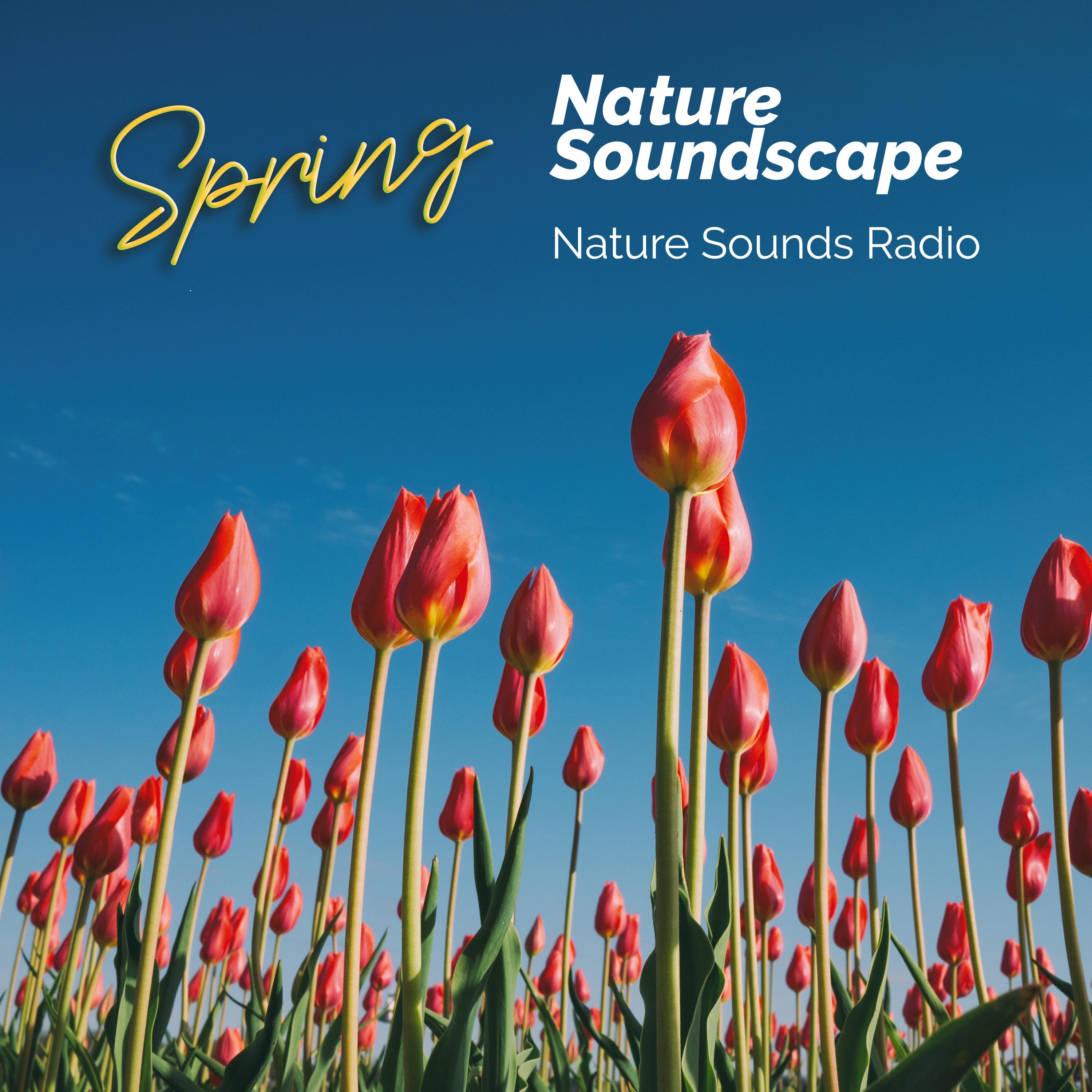 Spring Nature Soundscape