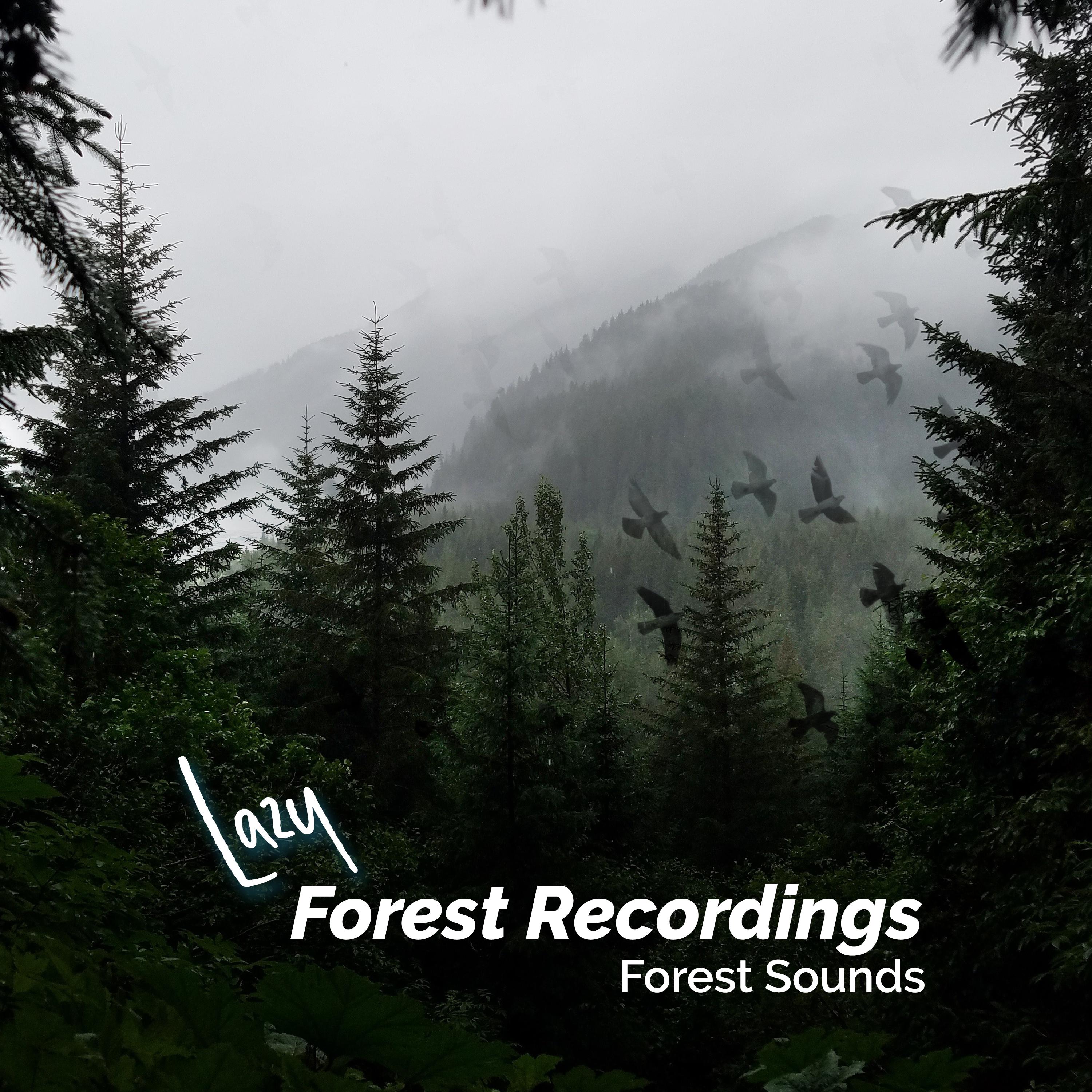 Lazy Forest Recordings