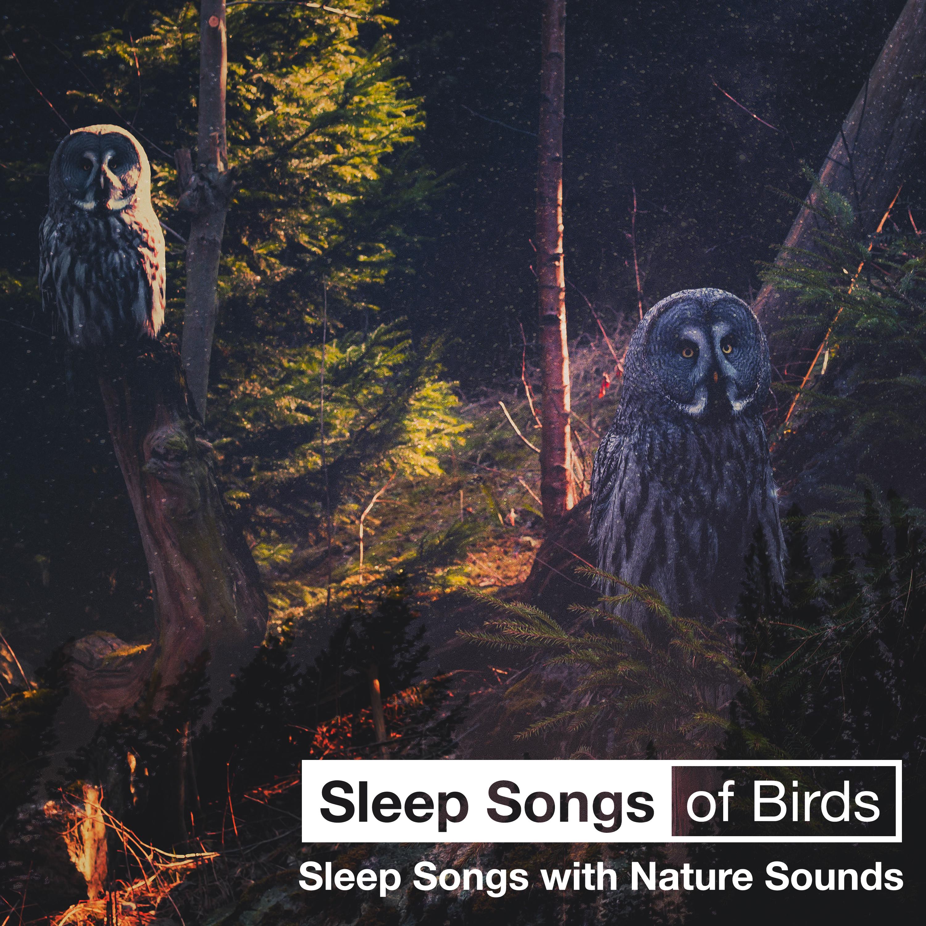Sleep Songs of Birds