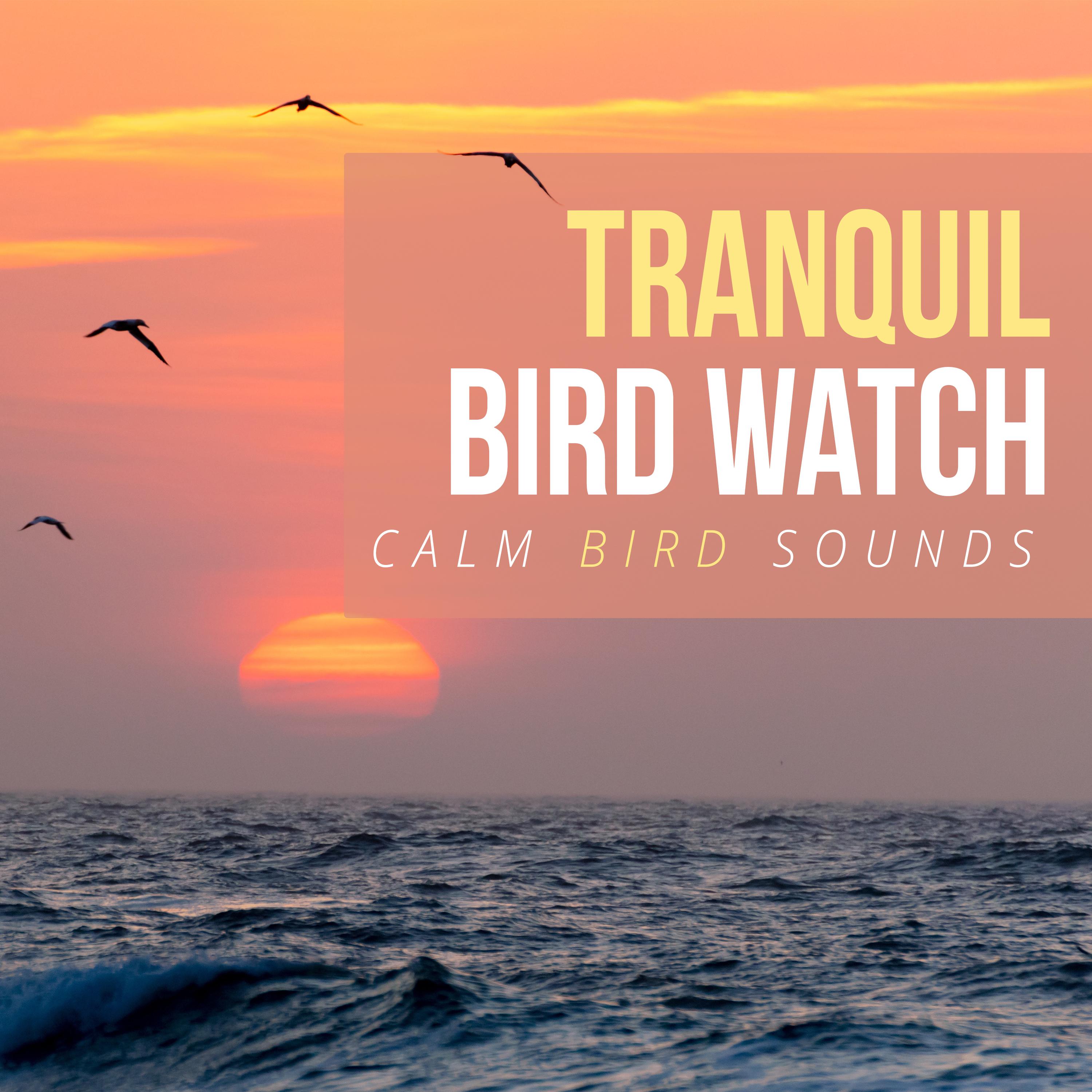 Tranquil Bird Watch