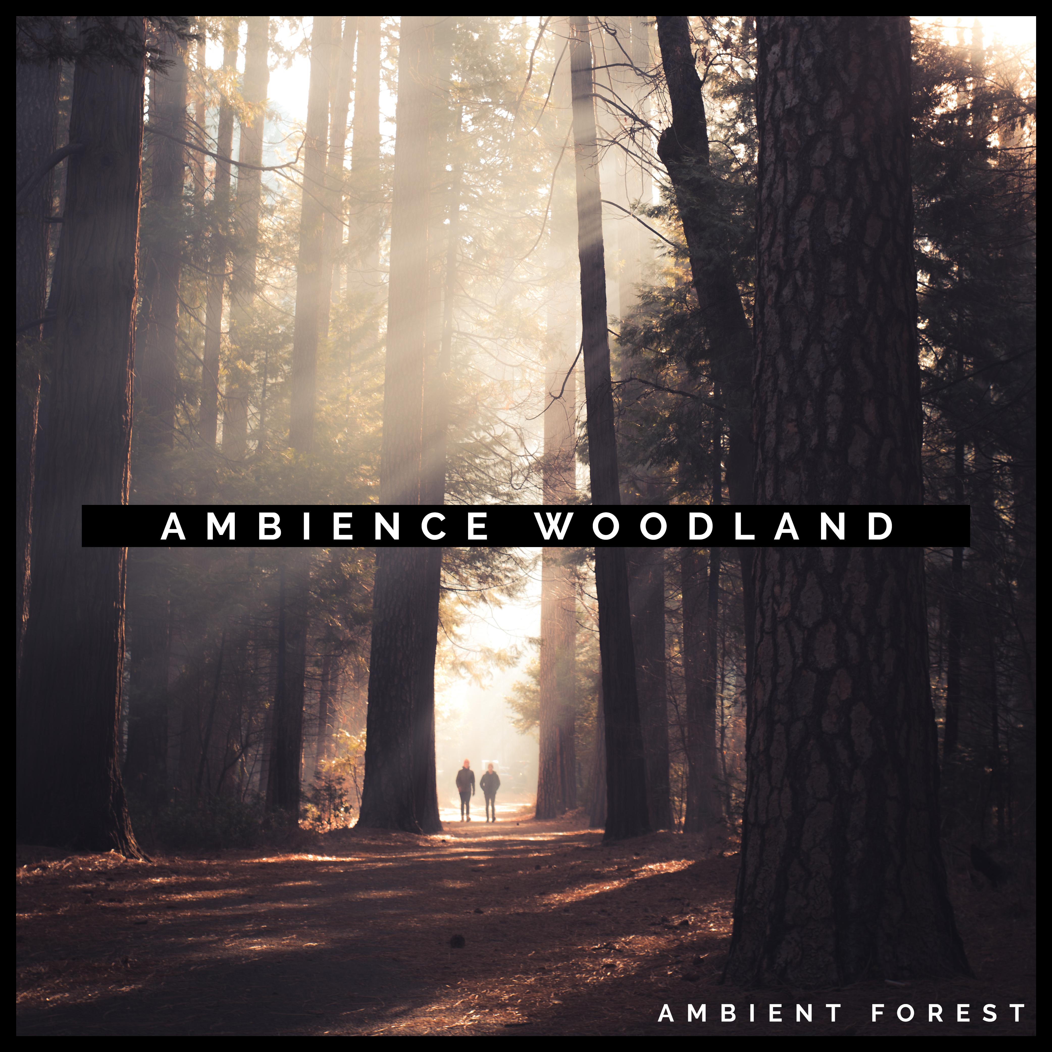 Ambience Woodland