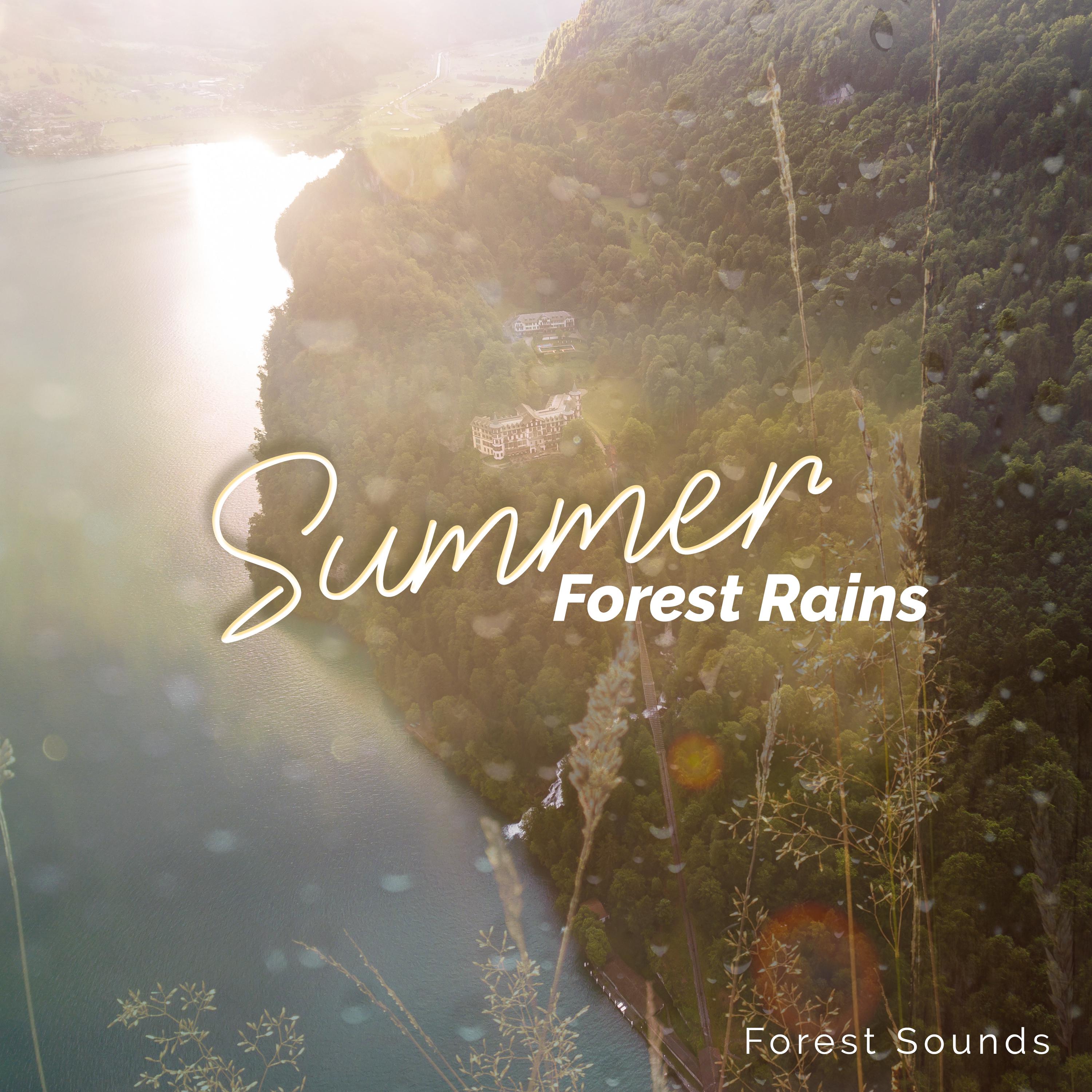 Summer Forest Rains