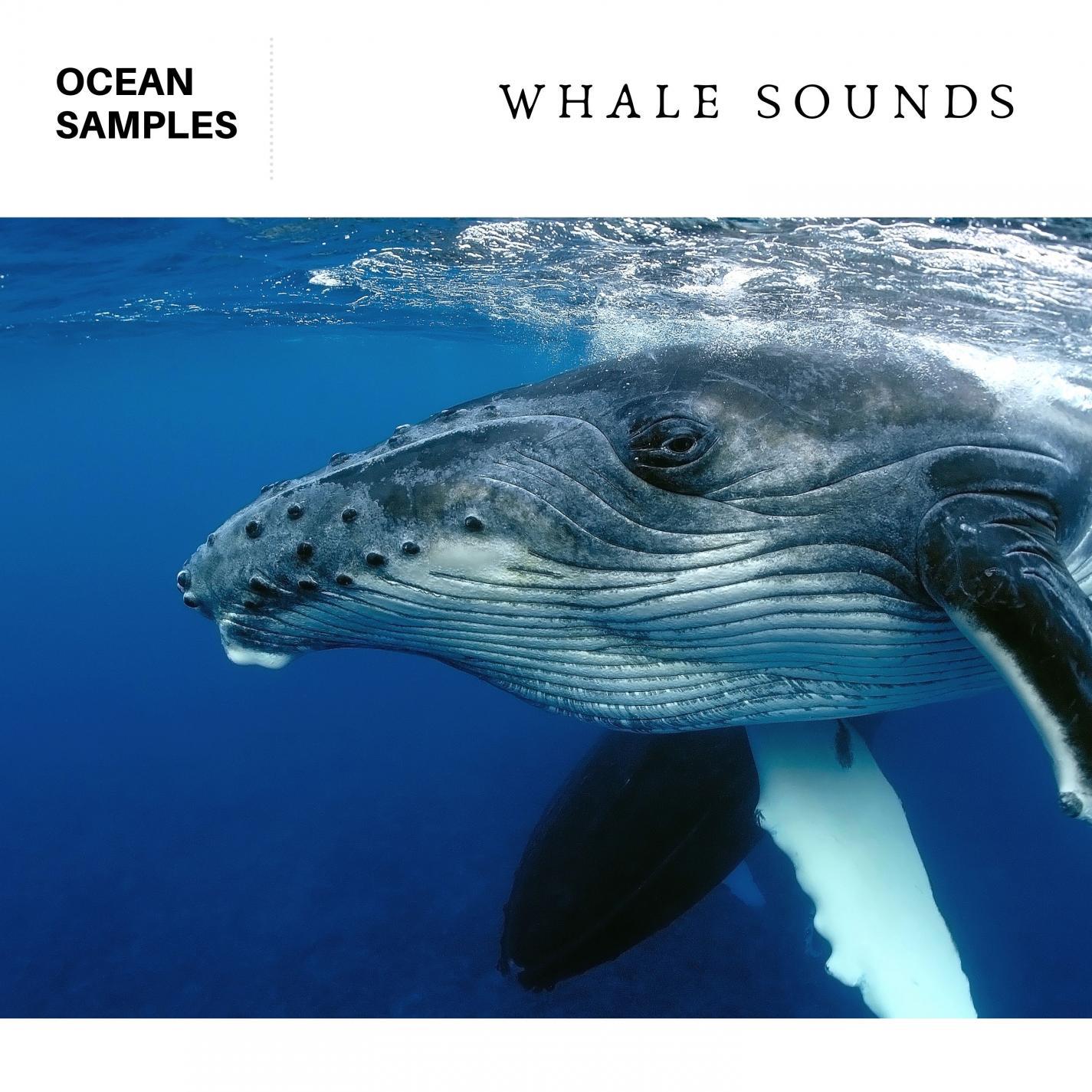 Whale & Dolphin Sounds