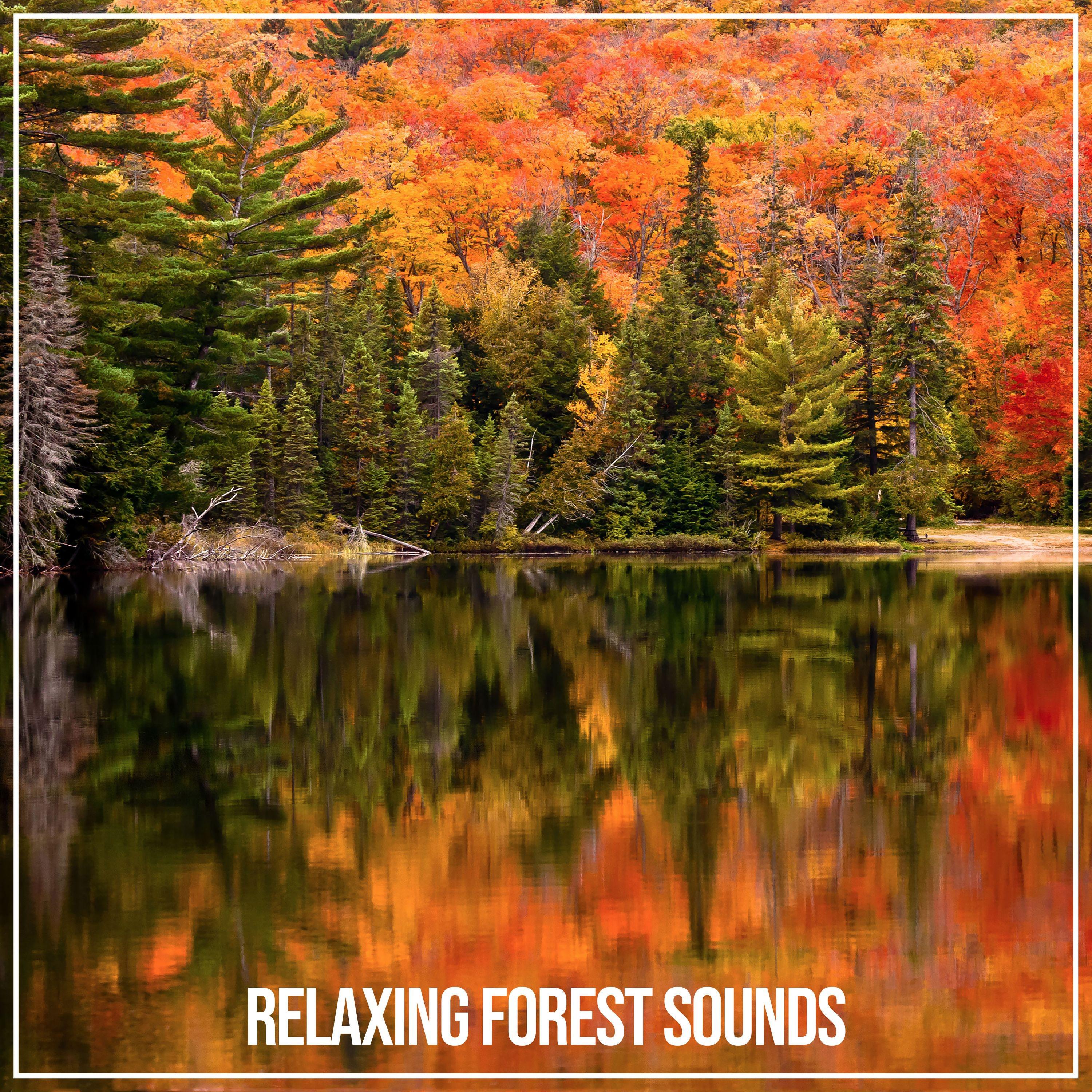 Relaxing Forest Sounds