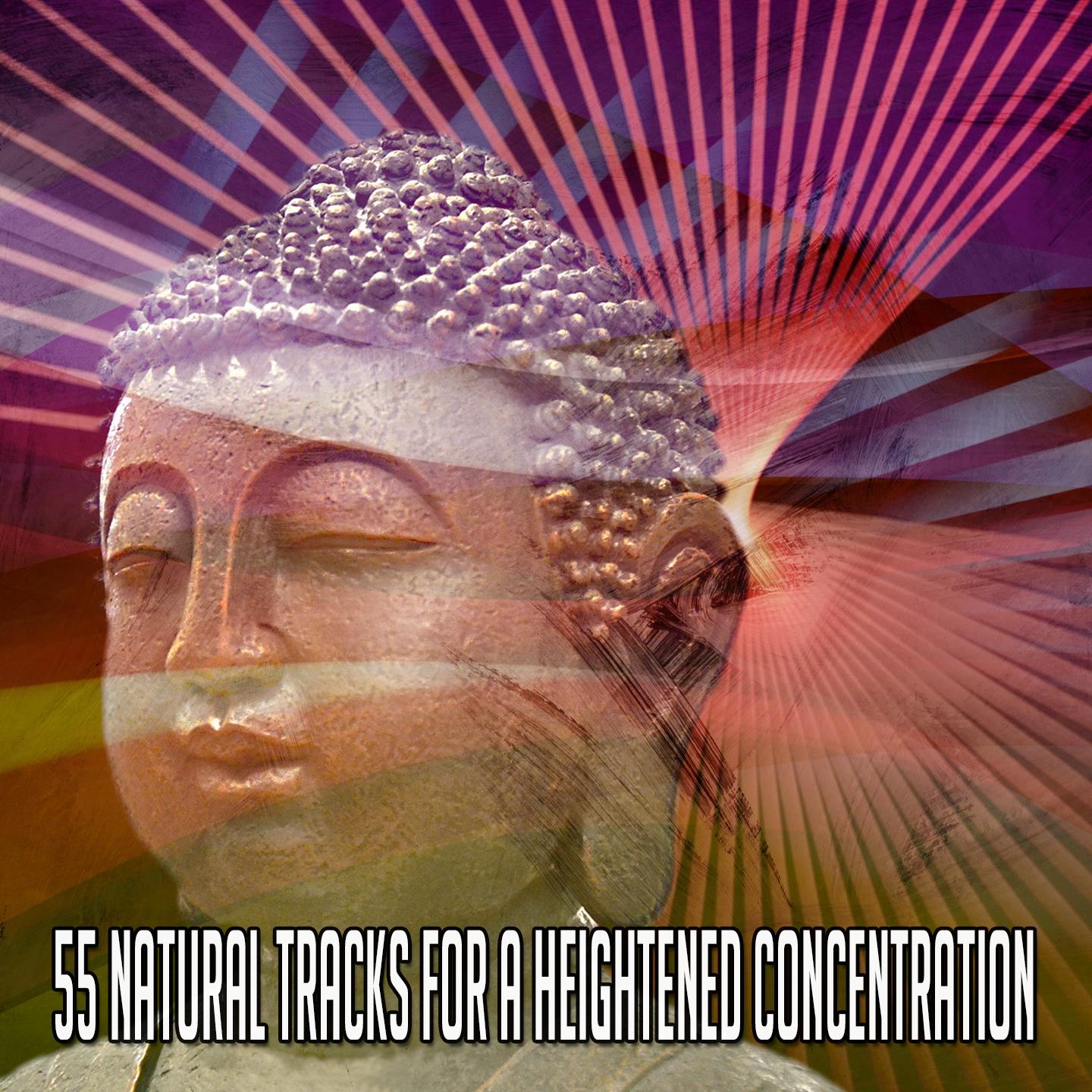 55 Natural Tracks for a Heightened Concentration