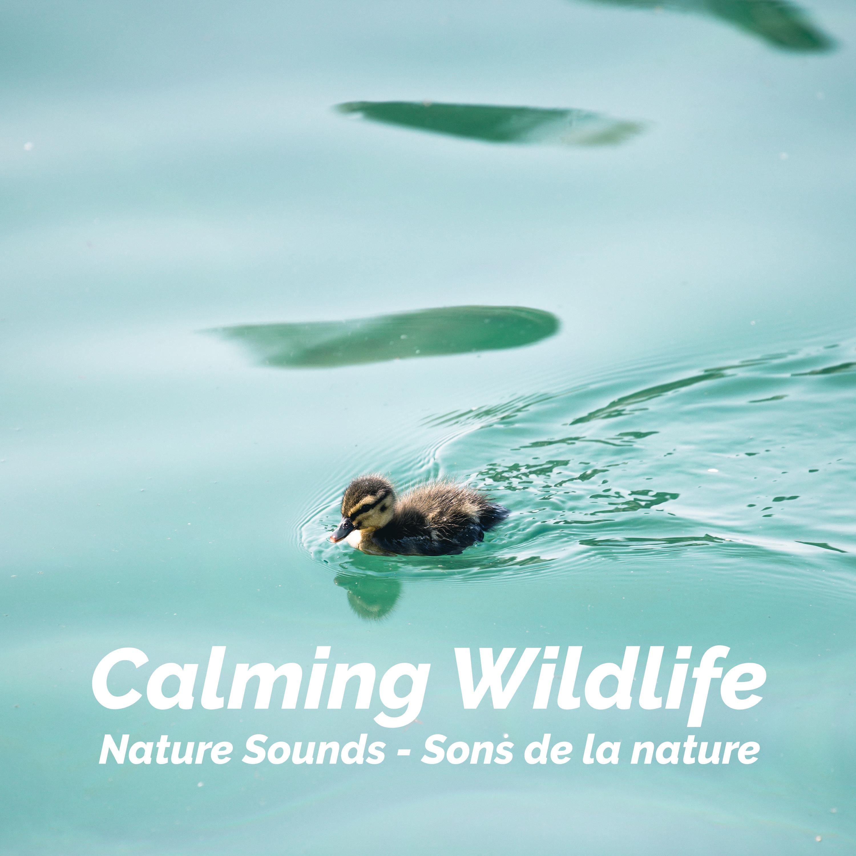 Calming Wildlife