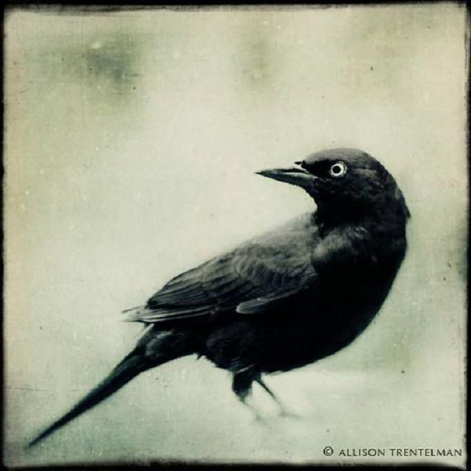 Black Bird