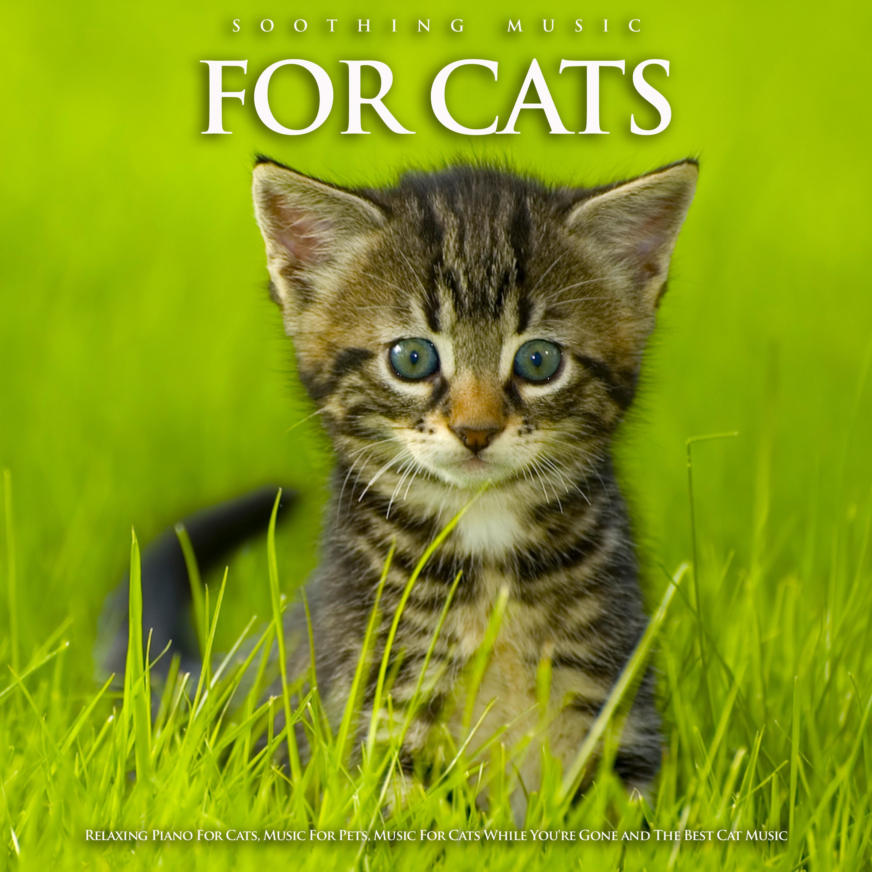 Soothing Music For Cats: Relaxing Piano For Cats, Music For Pets, Music For Cats While You're Gone and The Best Cat Music