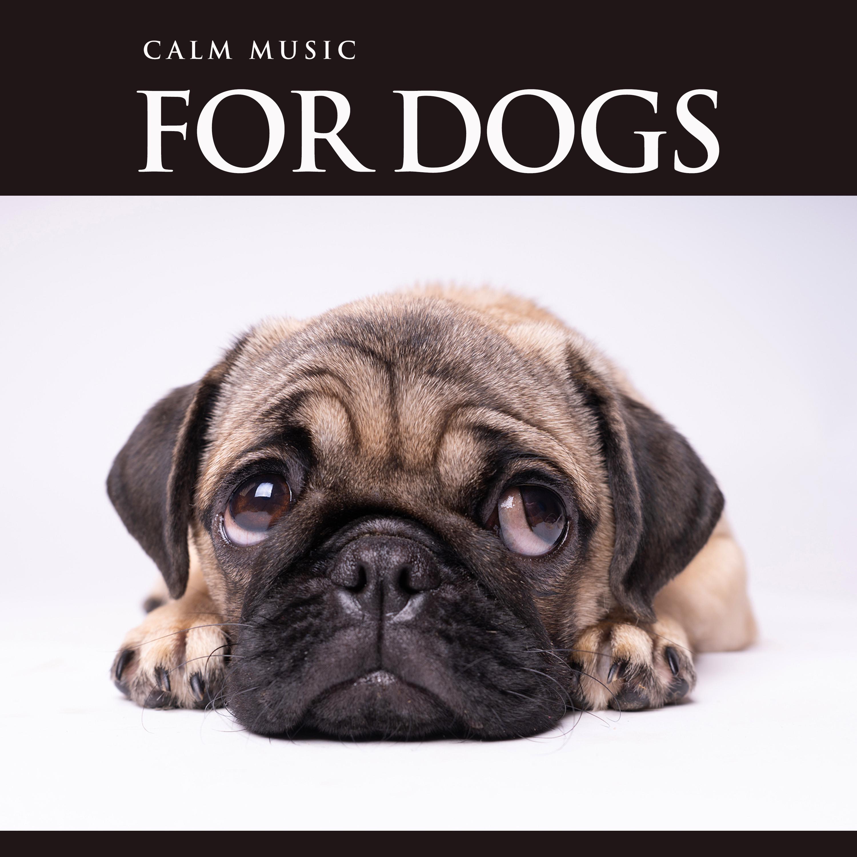 Guitar Music For Dogs